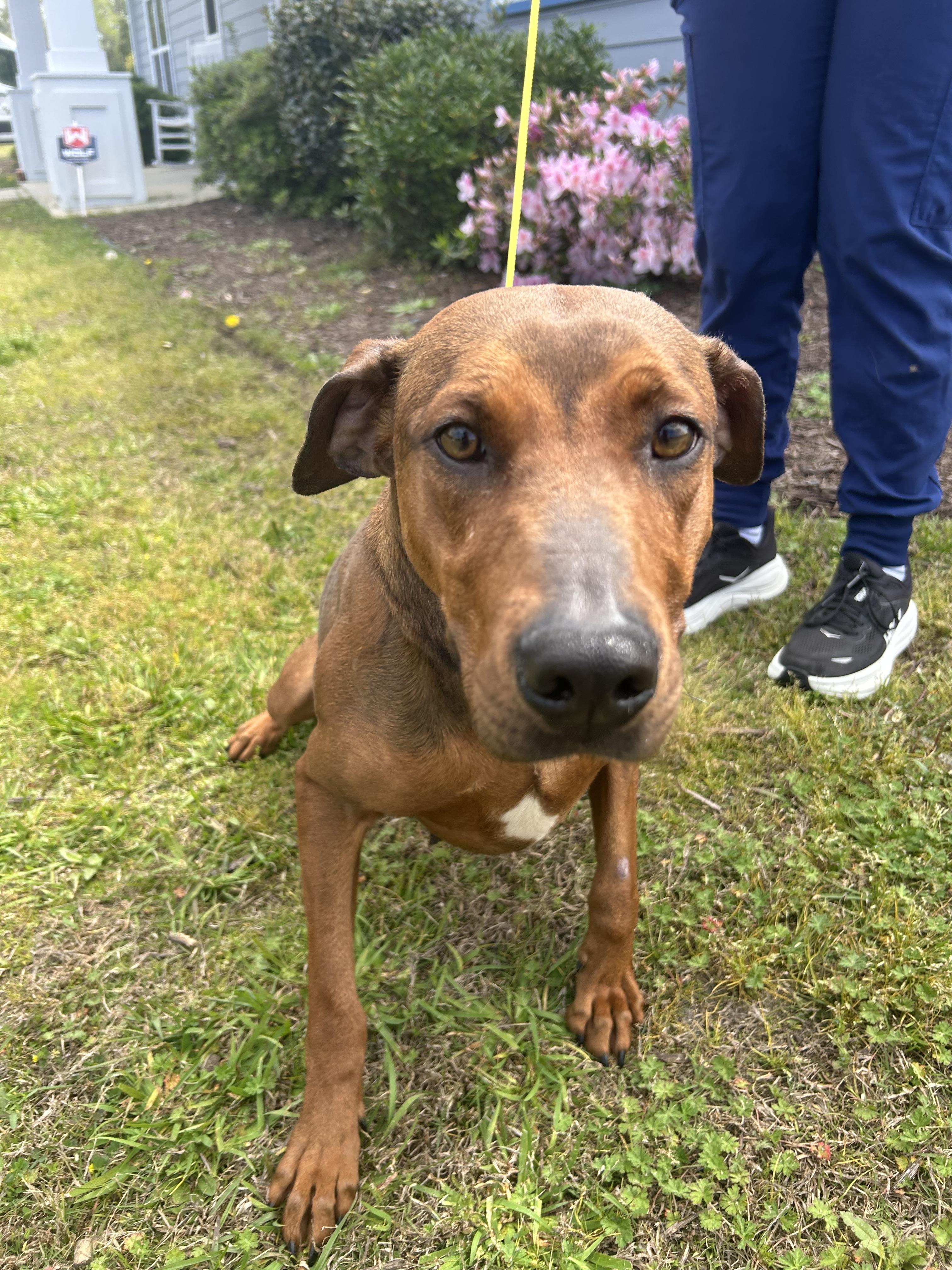 Frannie, Adoptable, Adult Female Hound & Doberman Pinscher.