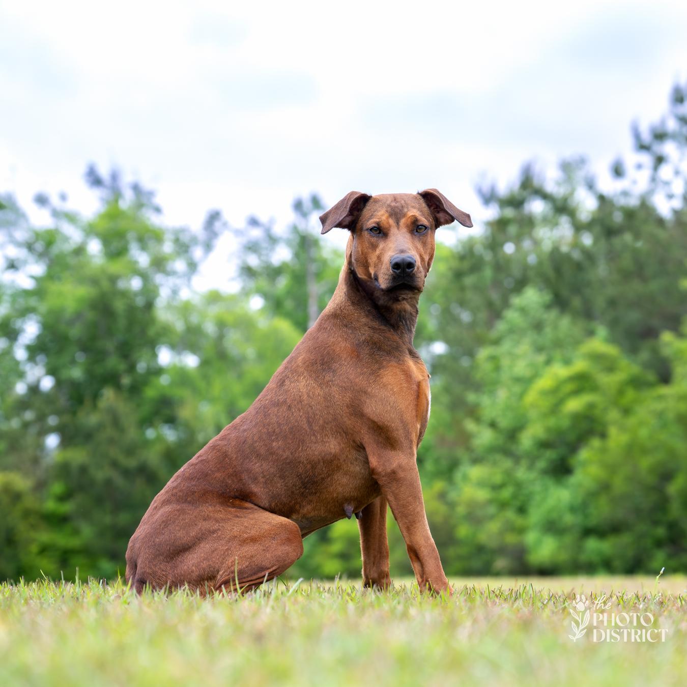 Frannie, a Adoptable mixed breed in Winnabow, NC image 3/3