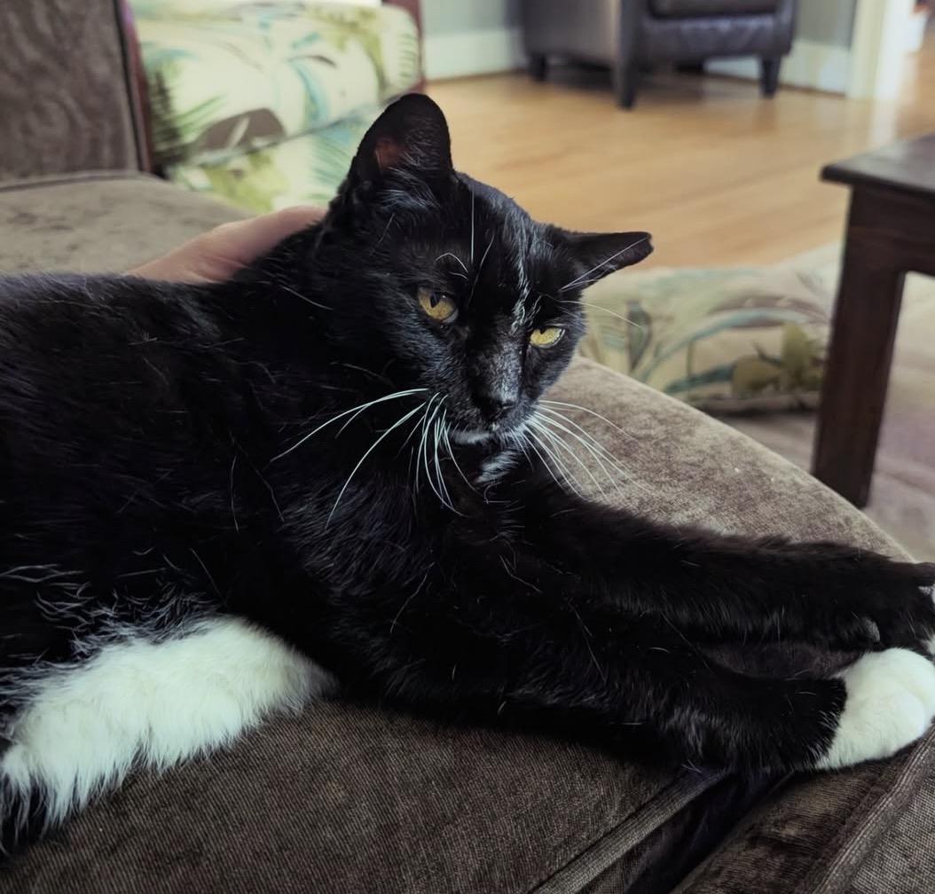 Nike, a Adoptable Domestic Short Hair in Alexandria, VA image 5/6