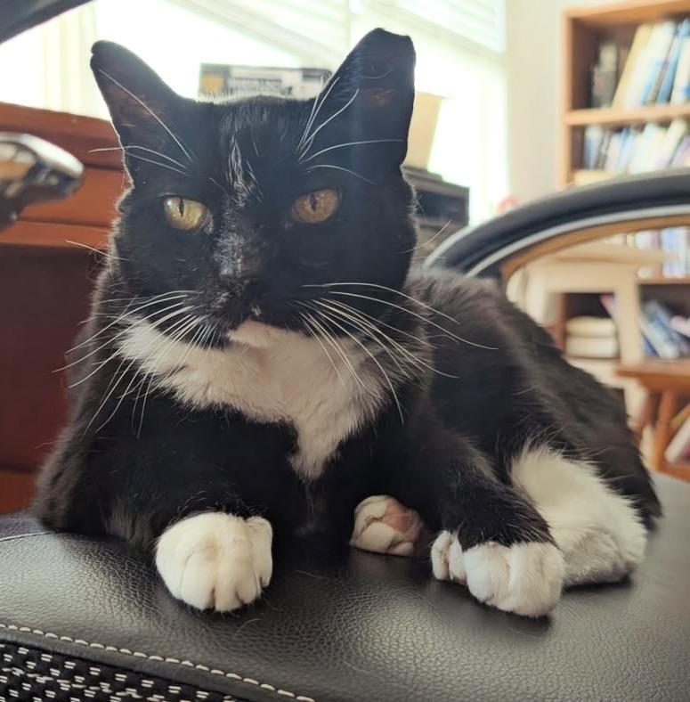 Nike, a Adoptable Domestic Short Hair in Alexandria, VA image 4/6