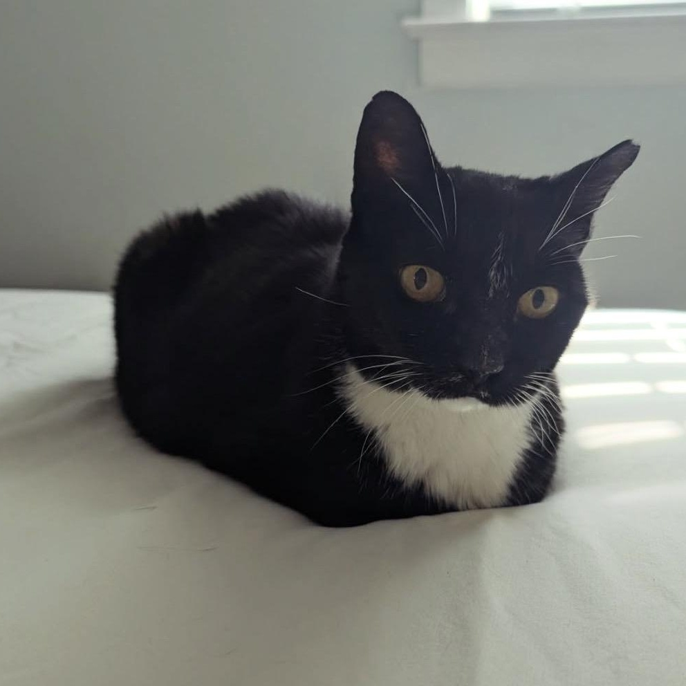 Nike, a Adoptable Domestic Short Hair in Alexandria, VA image 6/6
