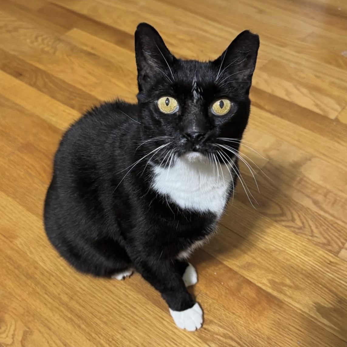 Nike, Adoptable, Senior Female Domestic Short Hair.