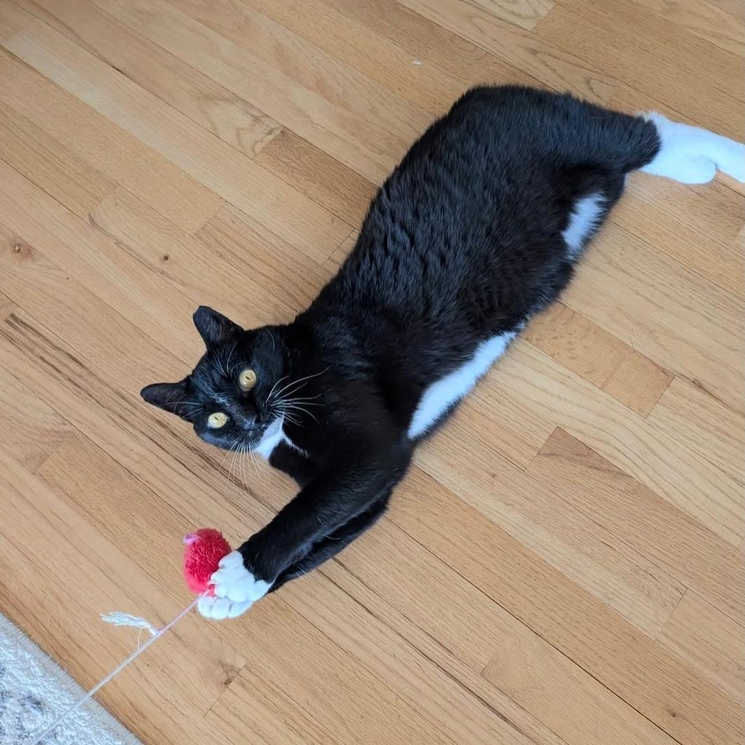 Nike, a Adoptable Domestic Short Hair in Alexandria, VA image 3/6