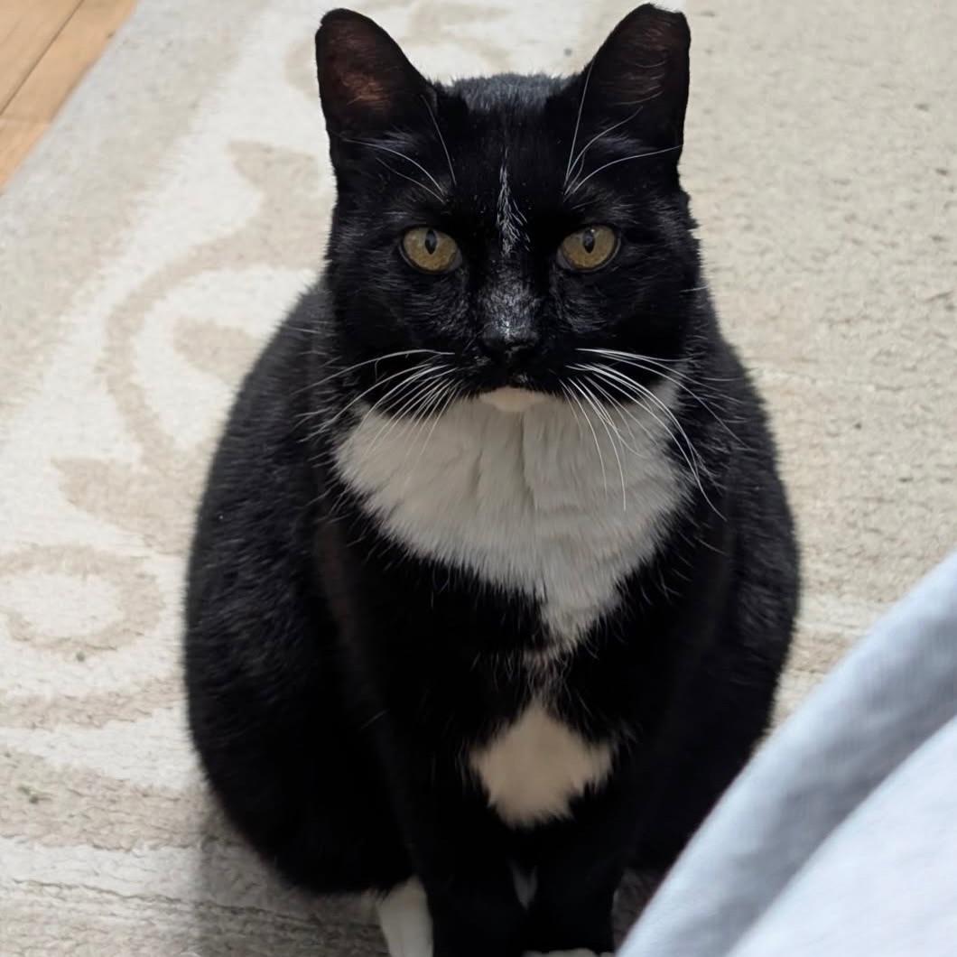 Nike, a Adoptable Domestic Short Hair in Alexandria, VA image 2/6