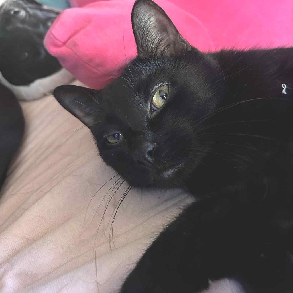 Peter, a Adoptable Domestic Short Hair in West Olive, MI image 1/6