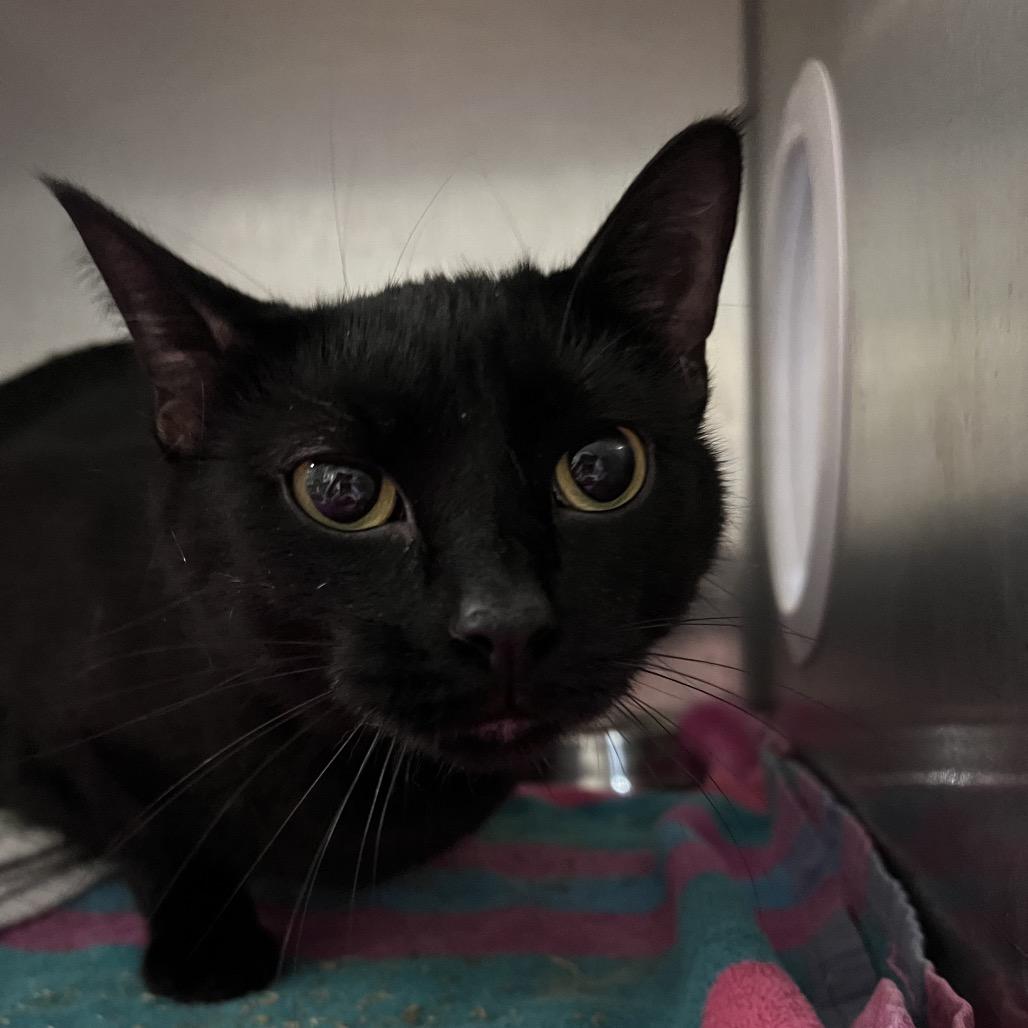 Peter, a Adoptable Domestic Short Hair in West Olive, MI image 2/6