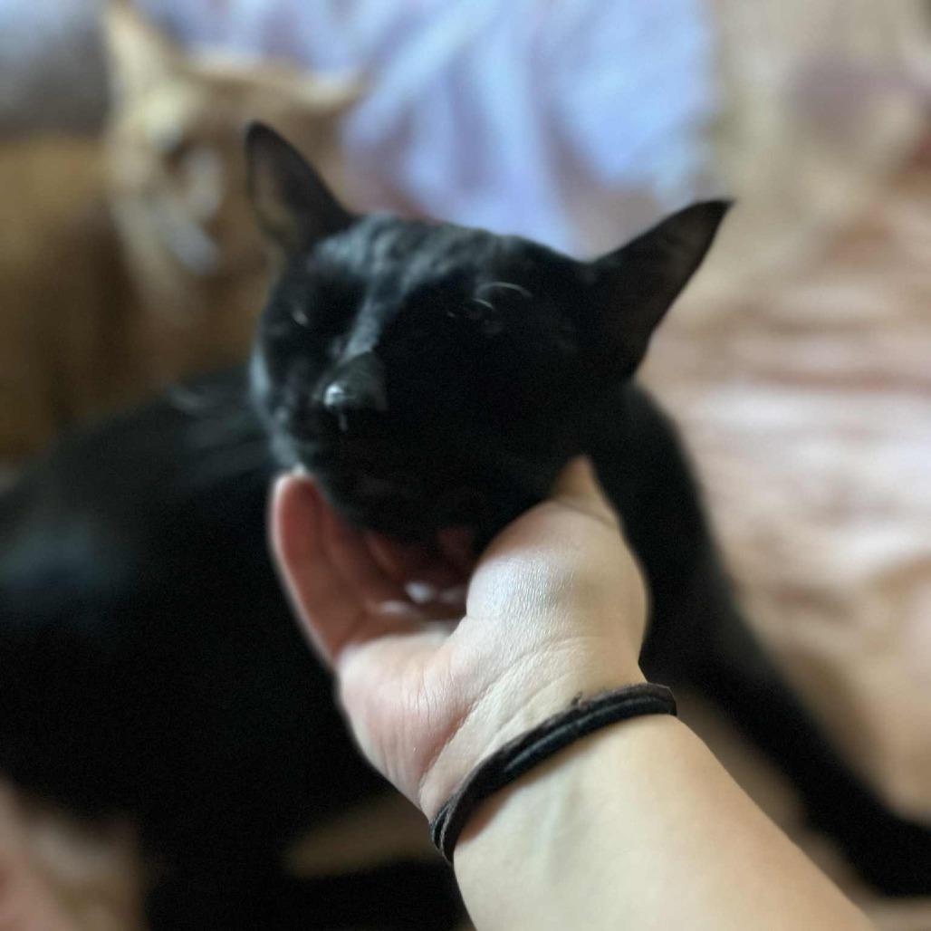 Peter, a Adoptable Domestic Short Hair in West Olive, MI image 3/6