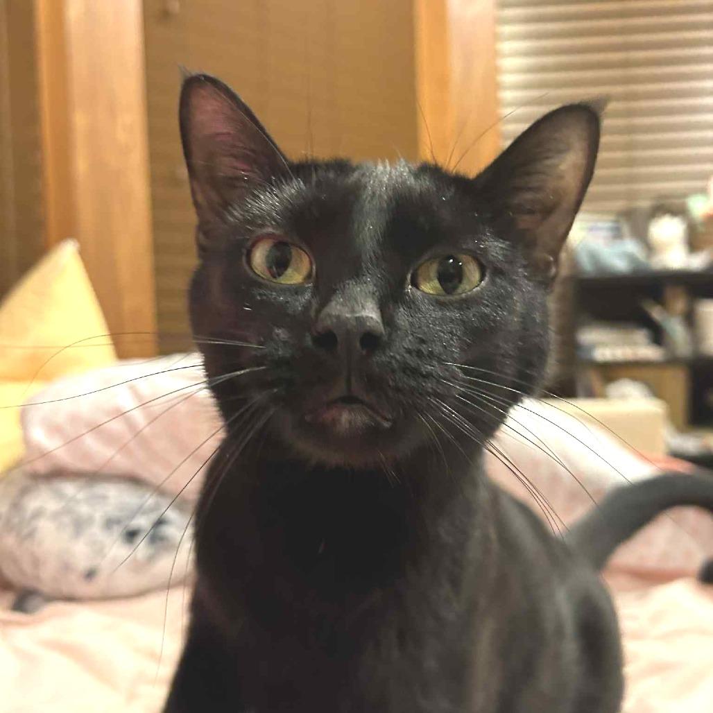 Peter, a Adoptable Domestic Short Hair in West Olive, MI image 4/6