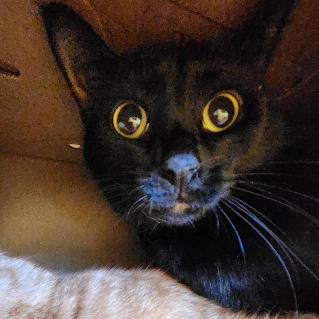 Peter, a Adoptable Domestic Short Hair in West Olive, MI image 5/6