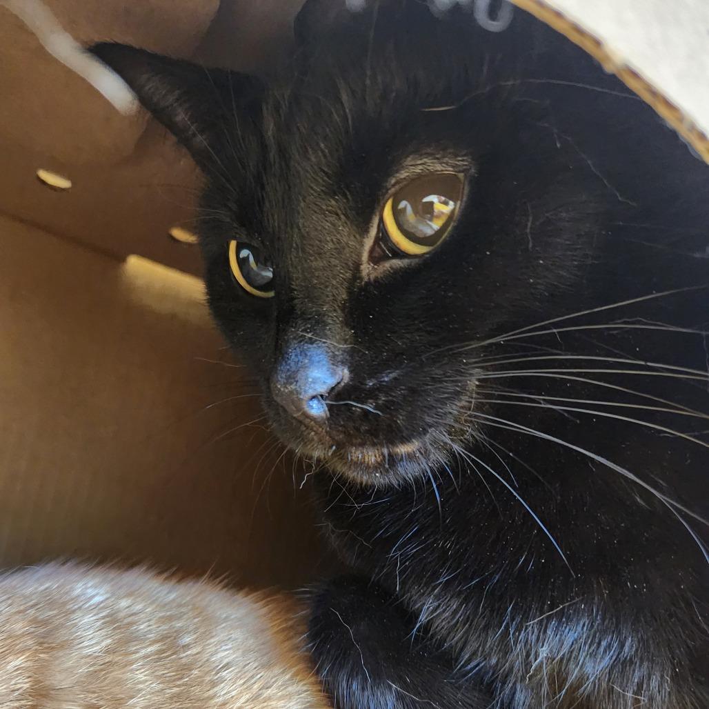 Peter, a Adoptable Domestic Short Hair in West Olive, MI image 6/6