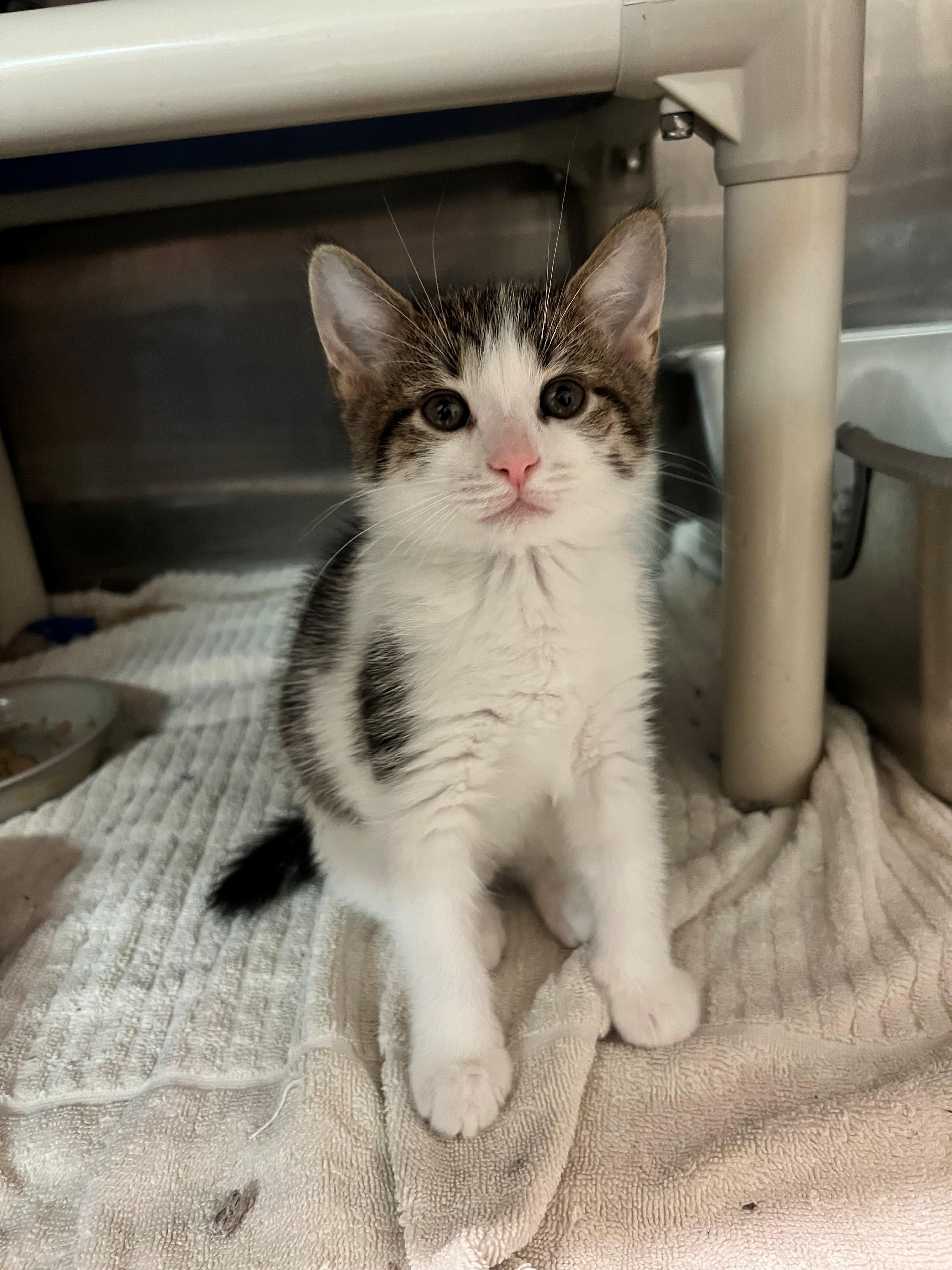 Hammond CA-195/26, Adopted, Kitten Male Domestic Short Hair.