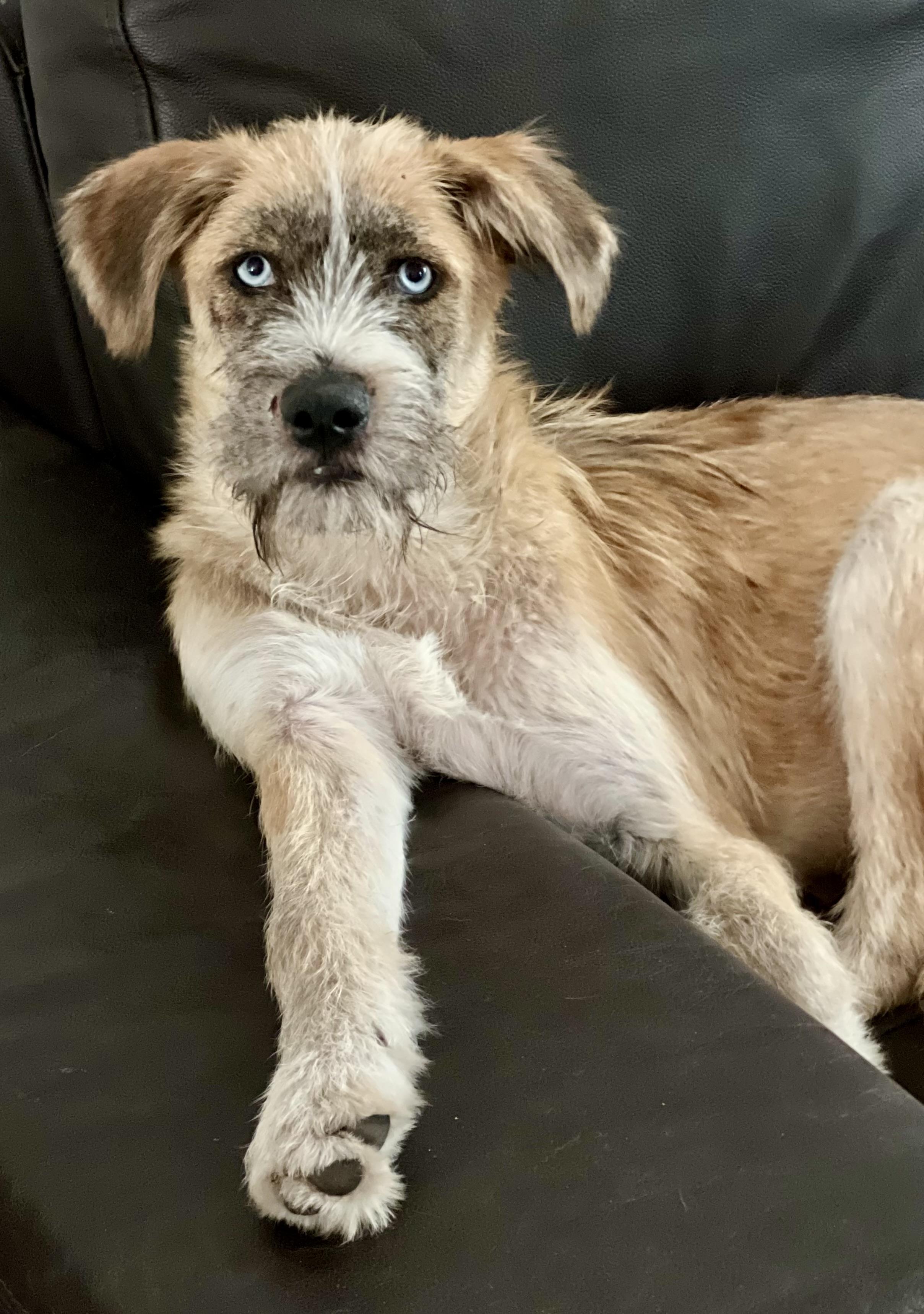 Heath, a ADOPTABLE mixed breed in Mt Pleasant, SC image 1/6