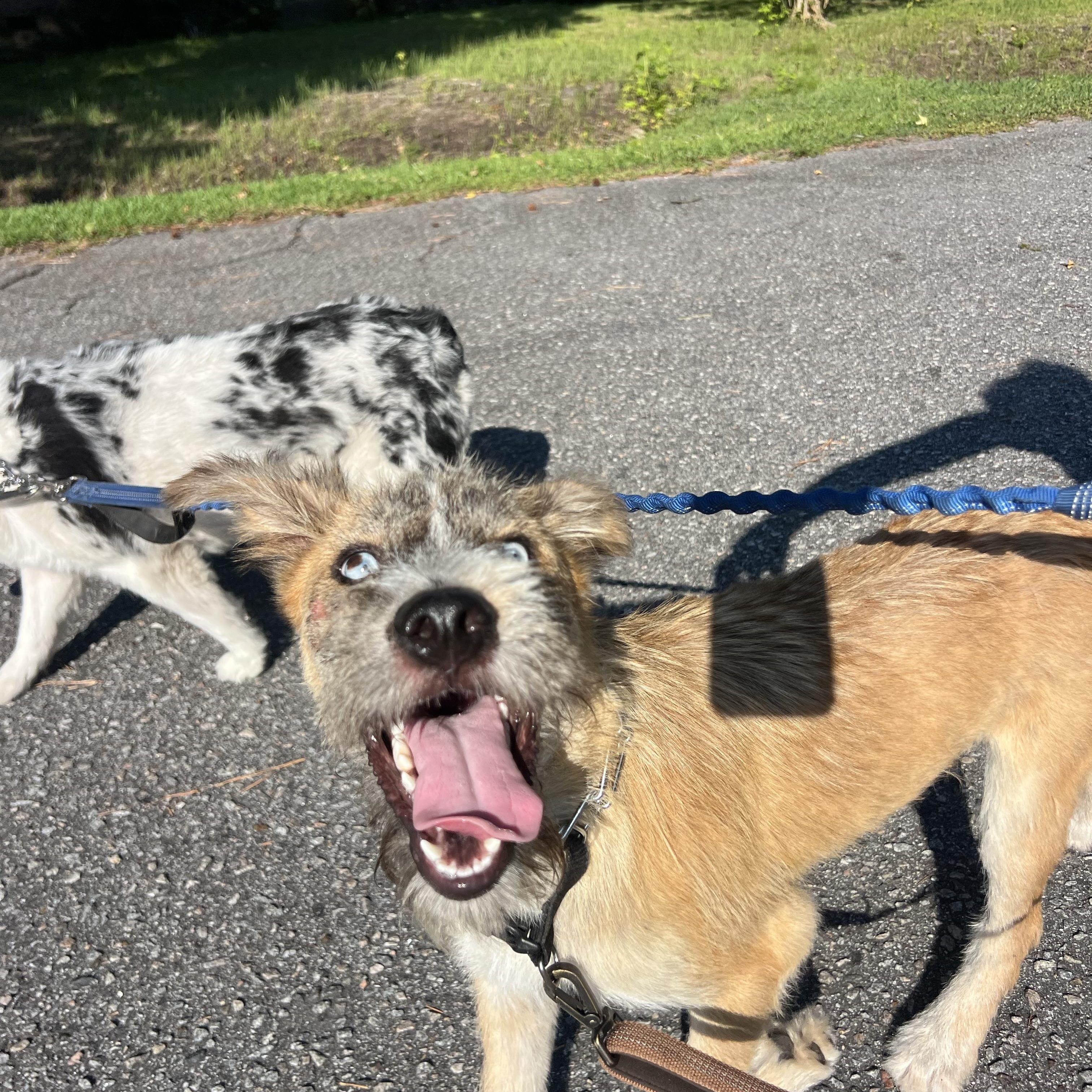 Heath, a ADOPTABLE mixed breed in Mt Pleasant, SC image 6/6