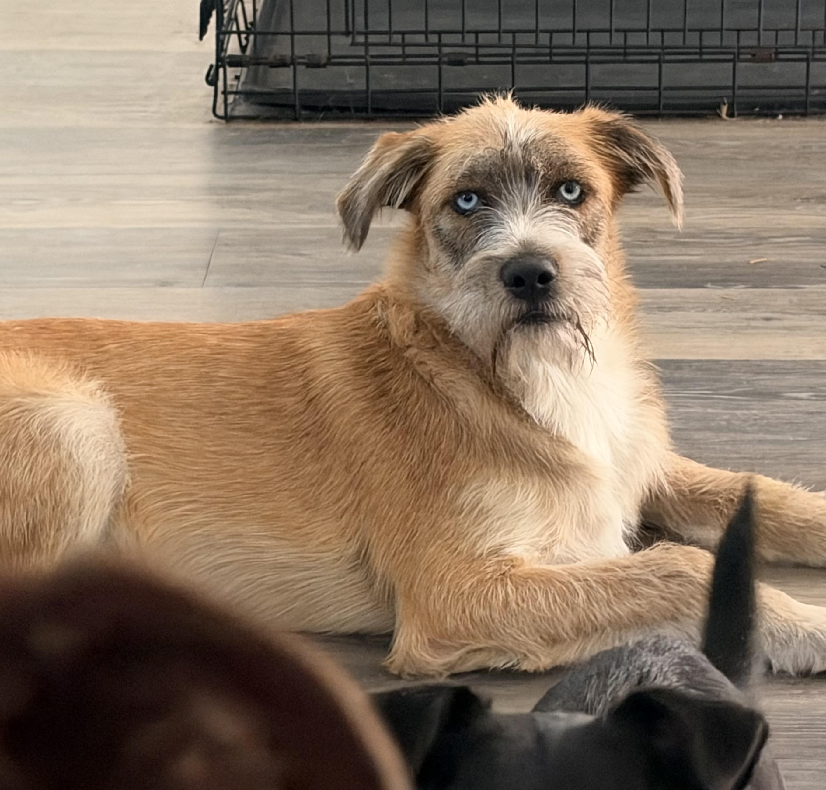 Enlarge Heath, a Adoptable mixed breed in Mt Pleasant, SC image 1/4
