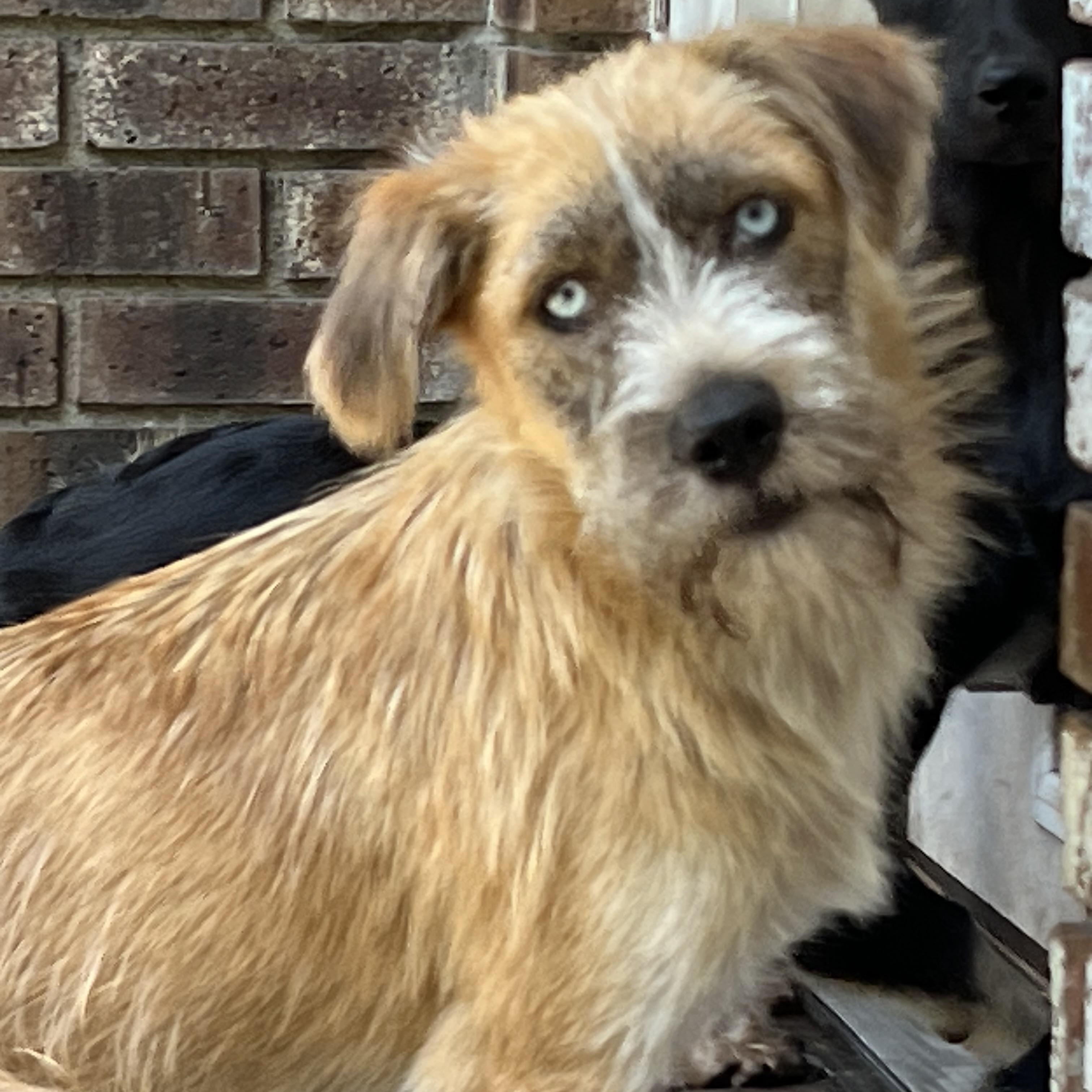Heath, a ADOPTABLE mixed breed in Mt Pleasant, SC image 4/6