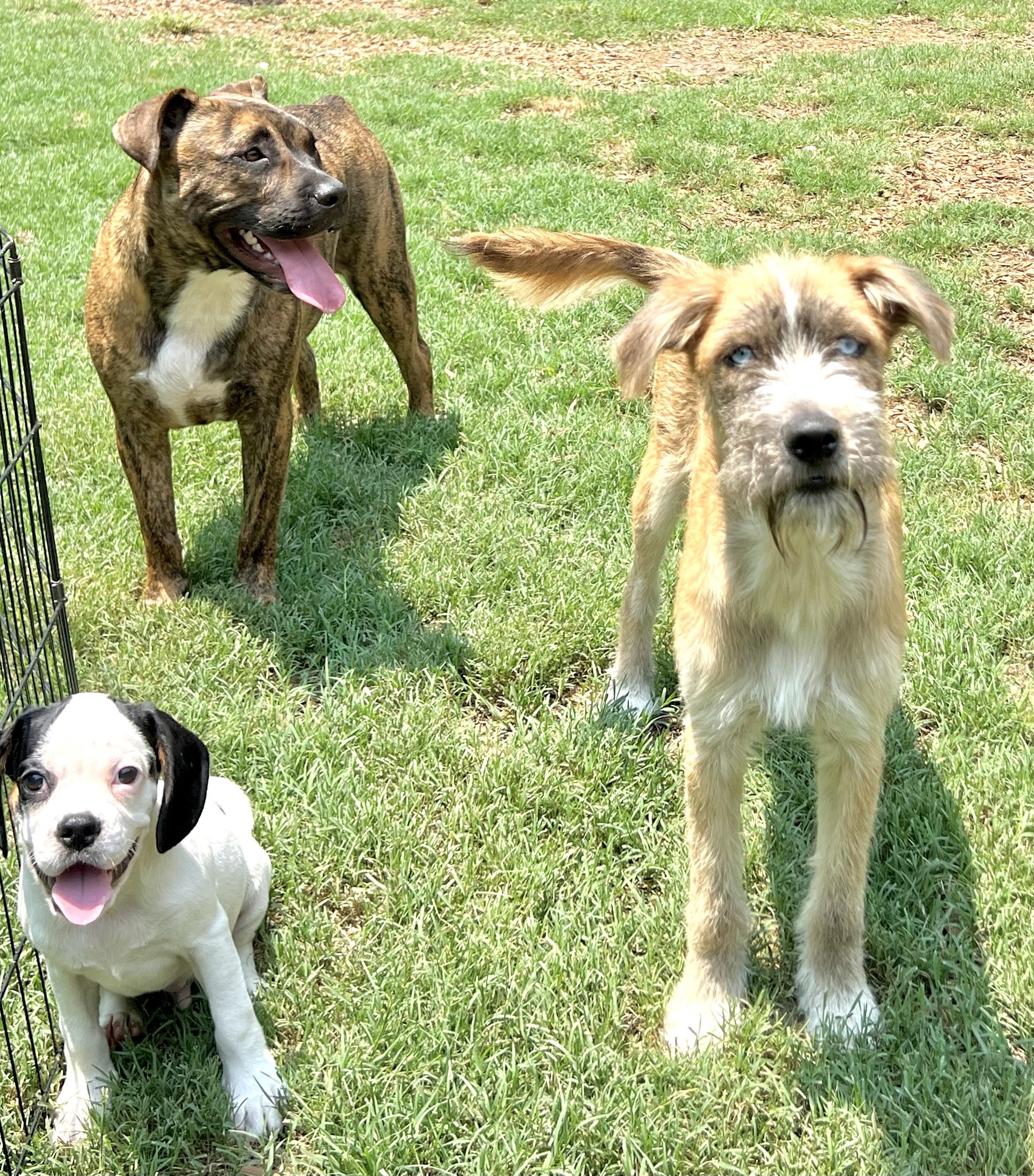 Heath, a ADOPTABLE mixed breed in Mt Pleasant, SC image 4/4