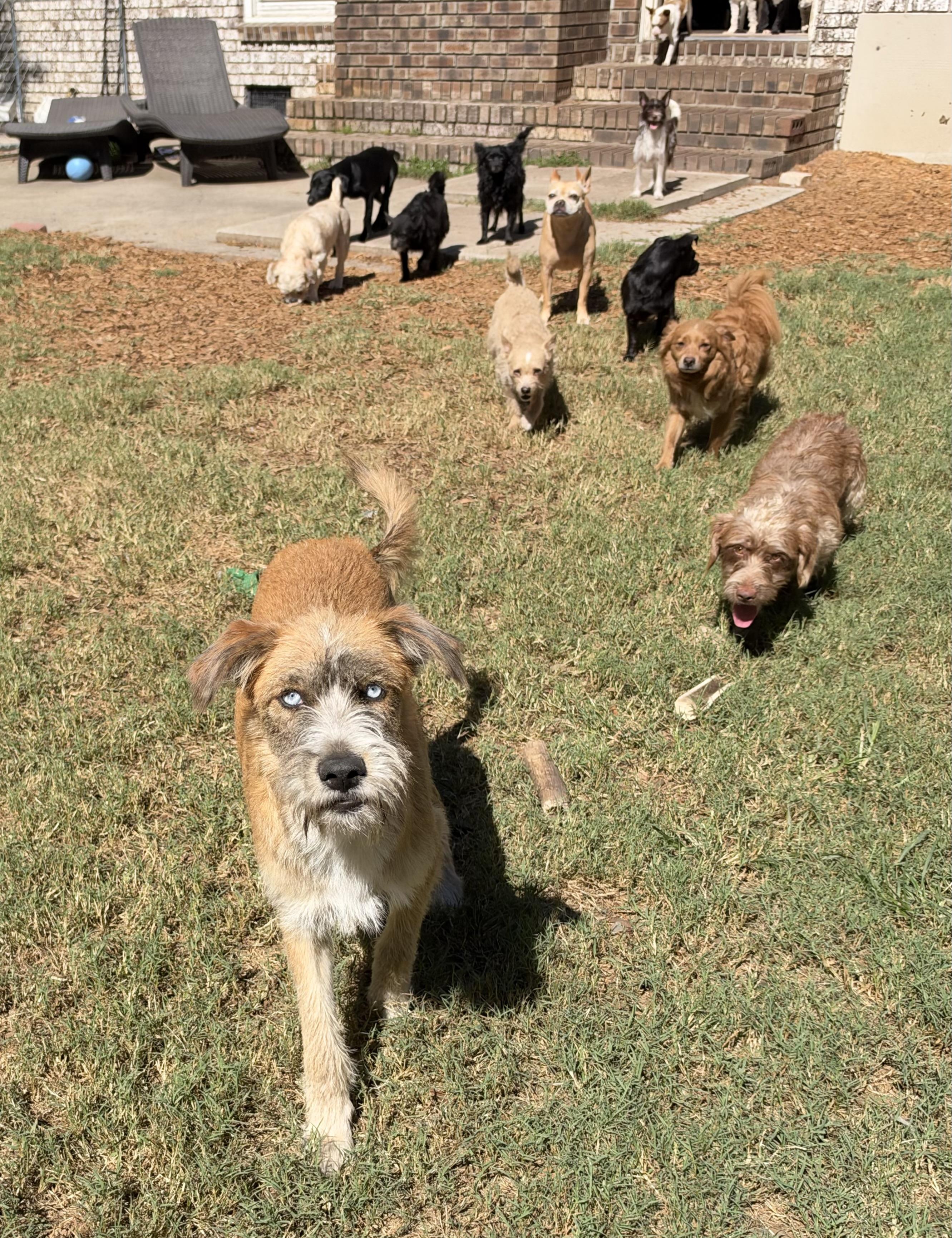 Enlarge Heath, a Adoptable mixed breed in Mt Pleasant, SC image 4/4