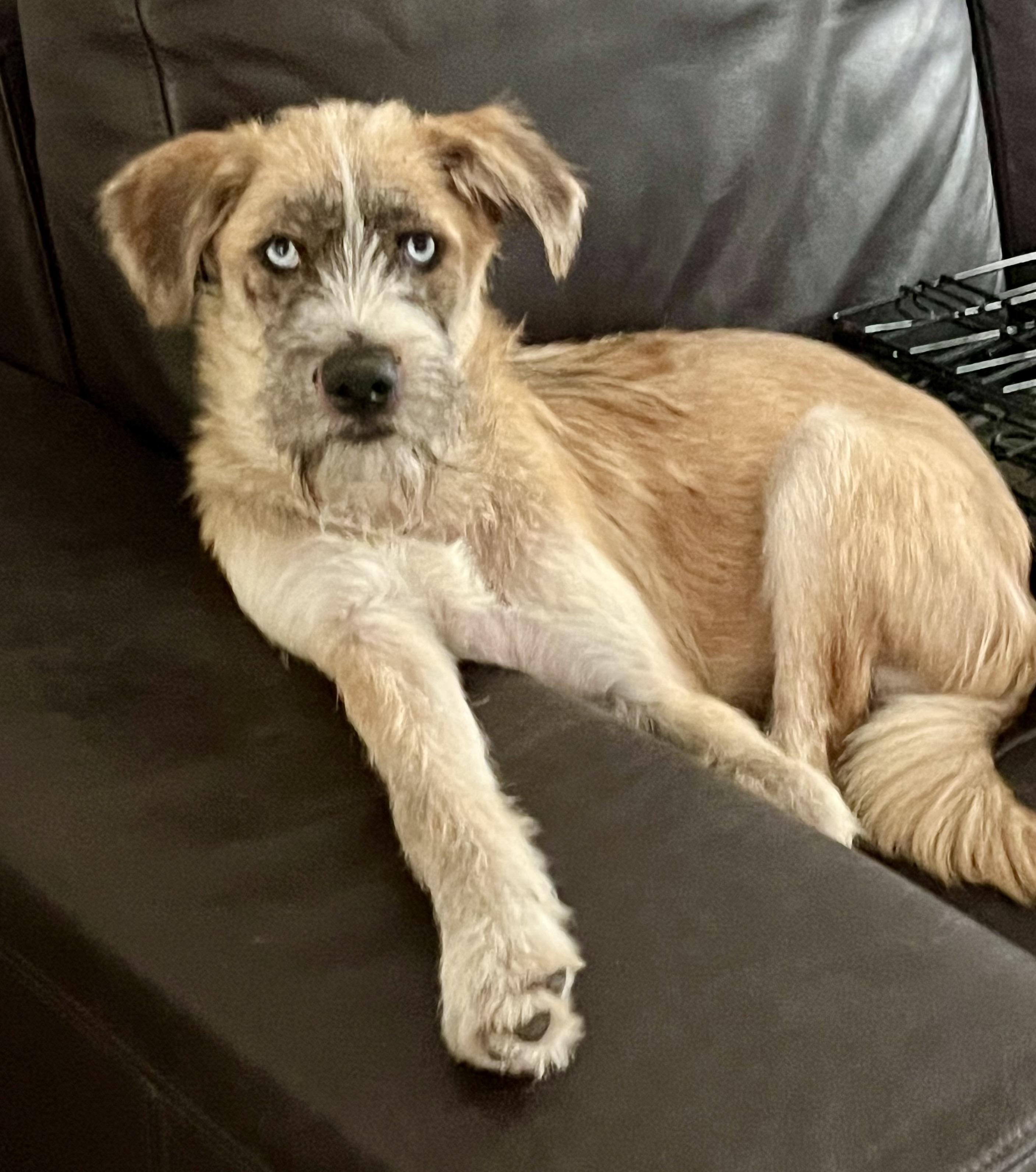 Heath, a ADOPTABLE mixed breed in Mt Pleasant, SC image 5/6
