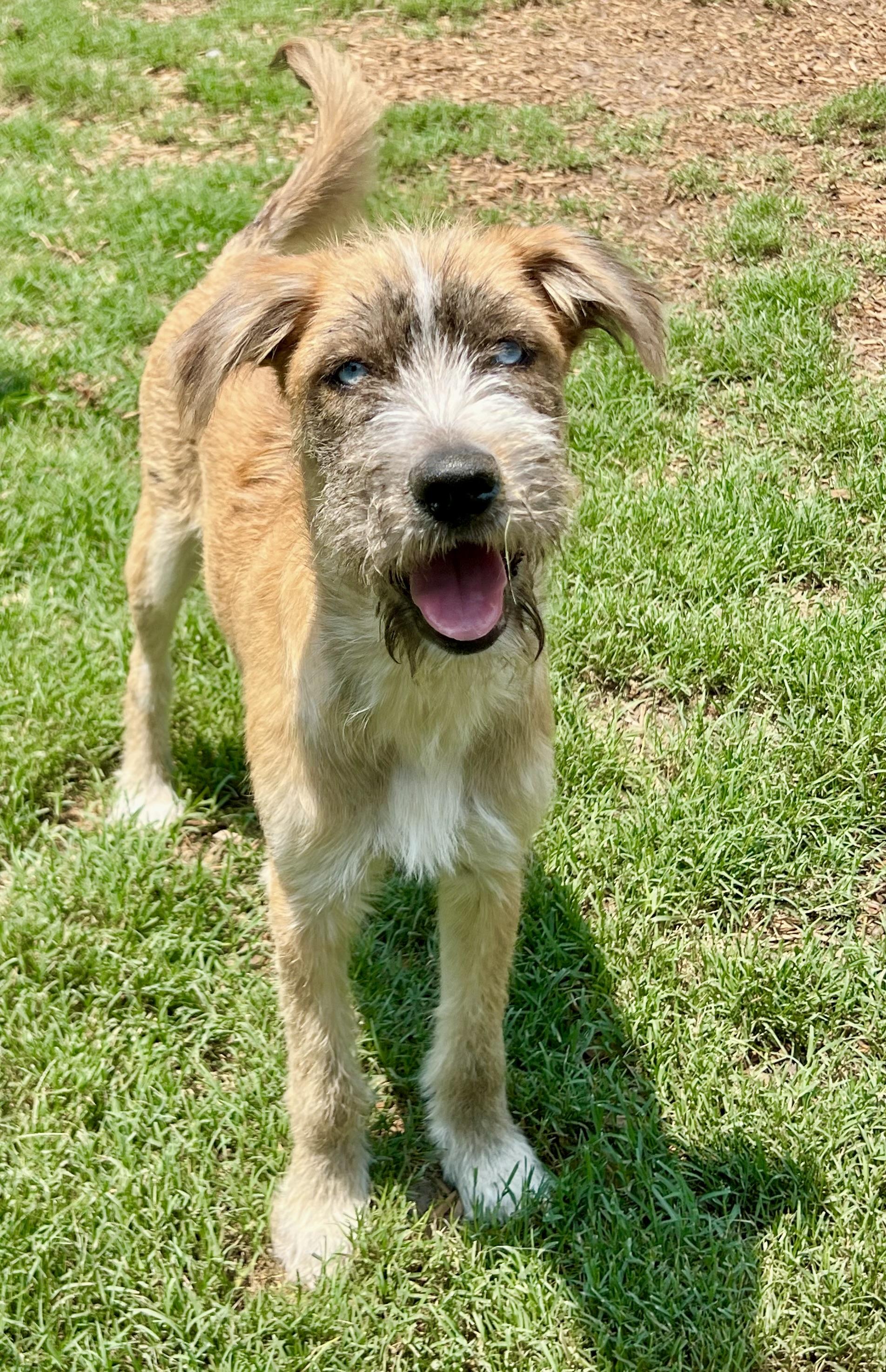 Heath, a ADOPTABLE mixed breed in Mt Pleasant, SC image 3/4