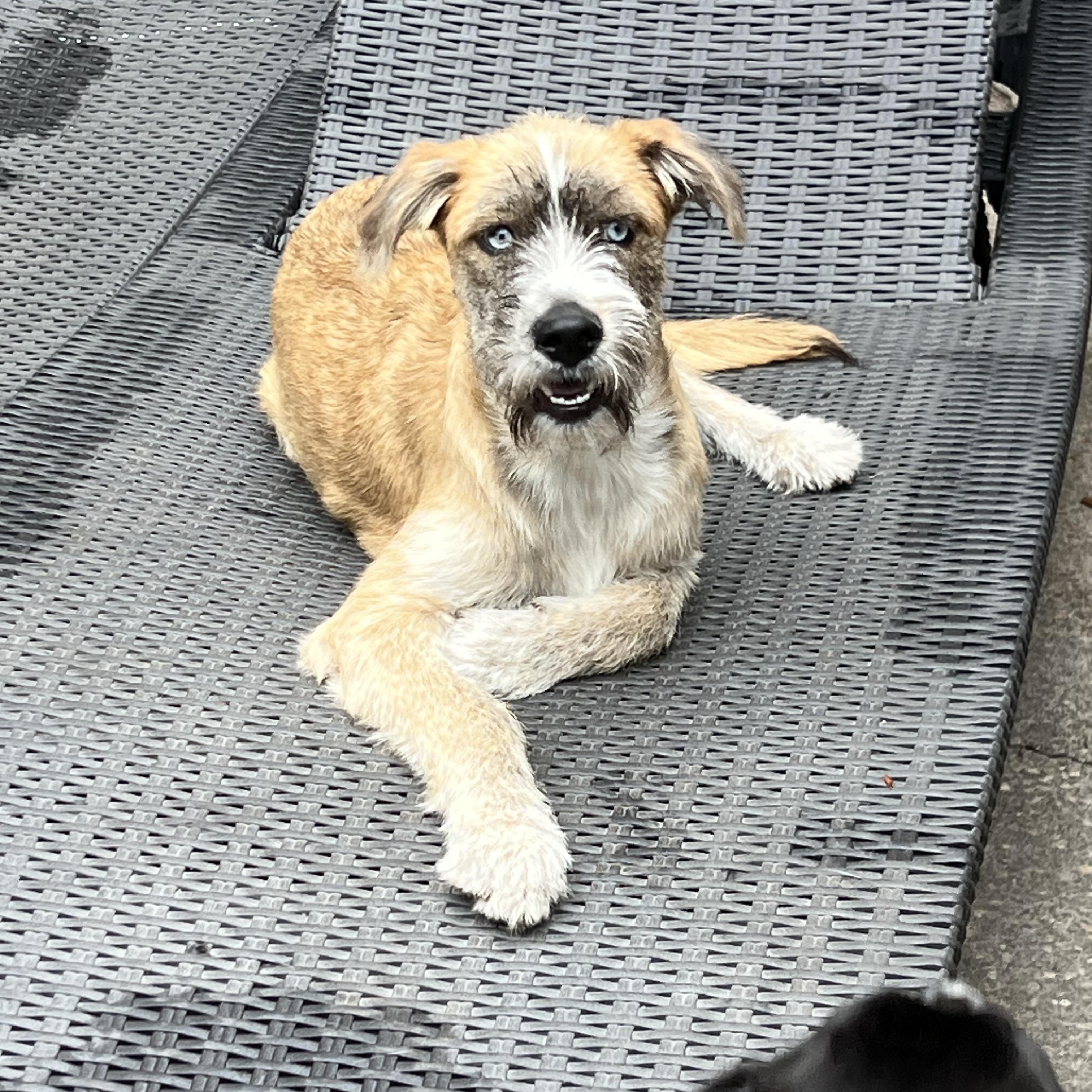 Heath, ADOPTABLE, Adult Male Border Terrier.