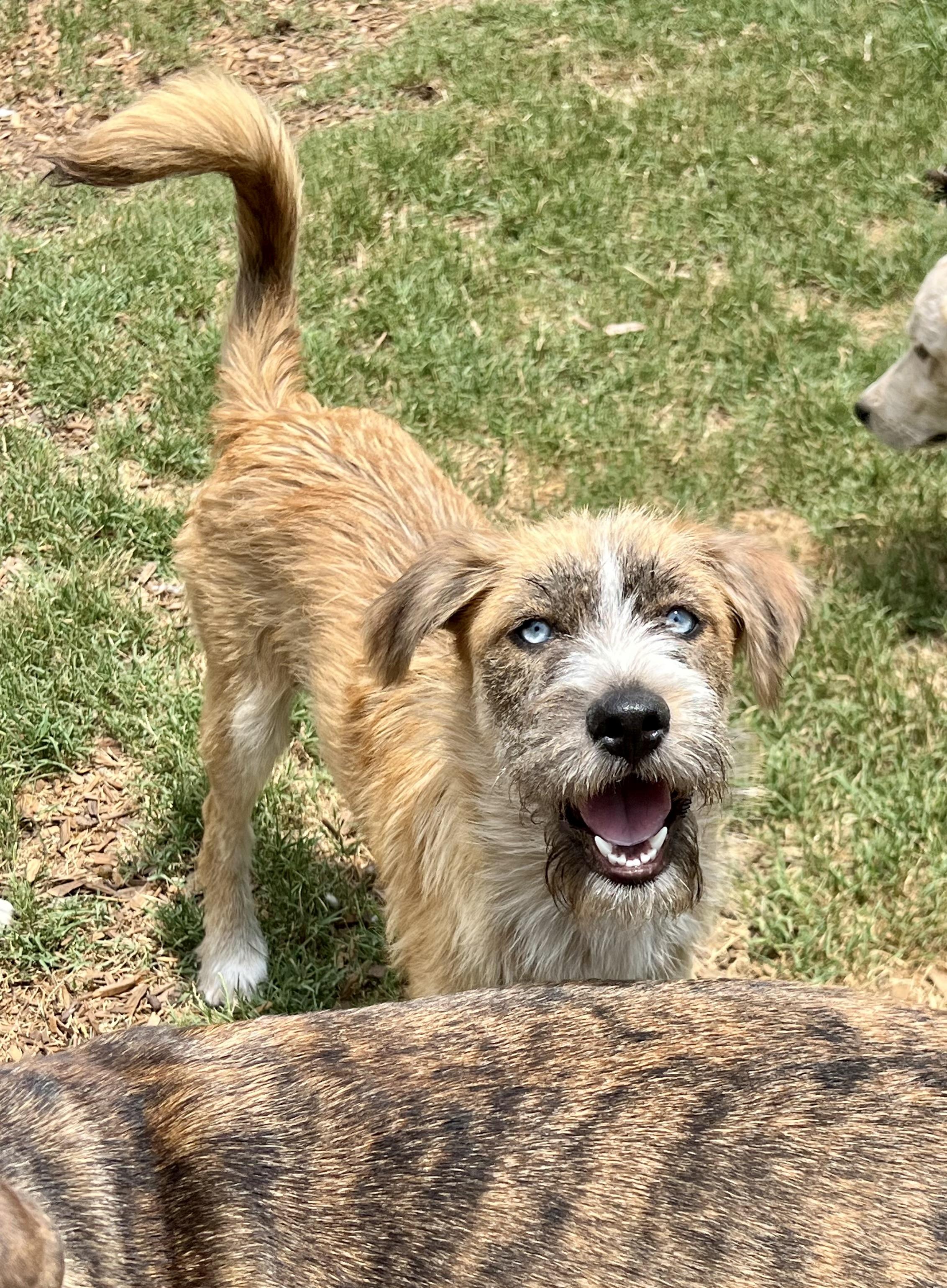Heath, a ADOPTABLE mixed breed in Mt Pleasant, SC image 3/6
