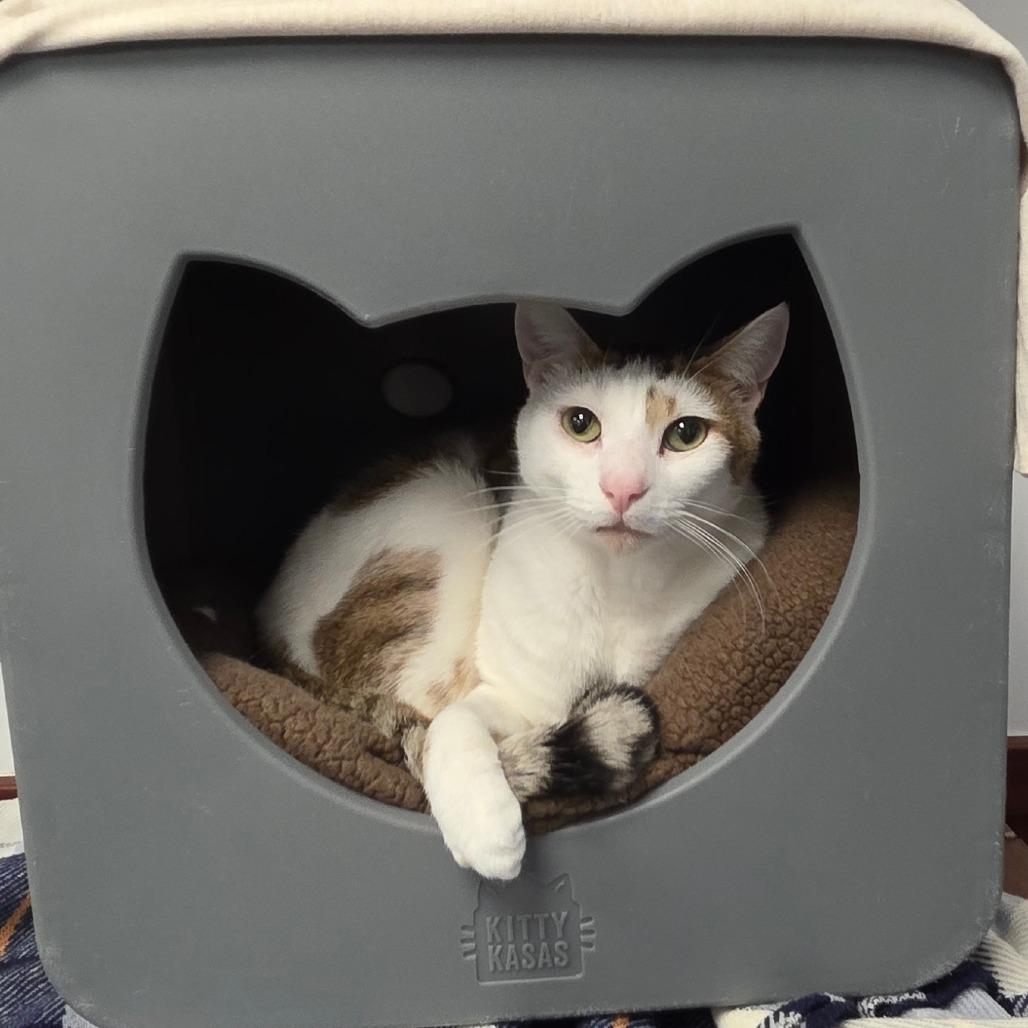 Ringo, Adoptable, Adult Male American Shorthair.