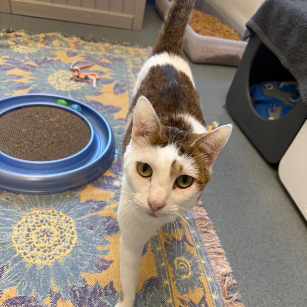 Enlarge Ringo, a Adoptable American Shorthair in West Palm Beach, FL image 2/6