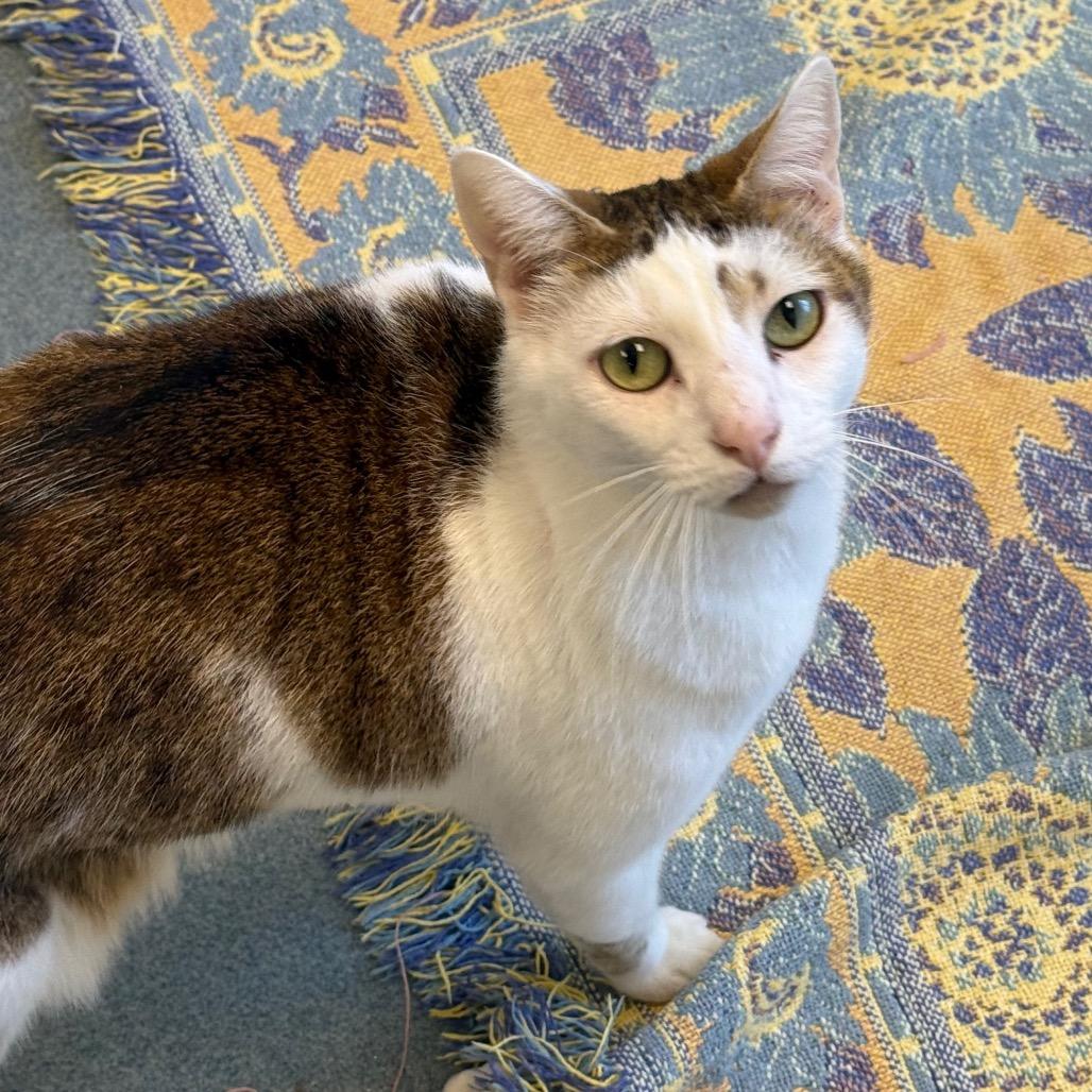 Enlarge Ringo, a Adoptable American Shorthair in West Palm Beach, FL image 3/6