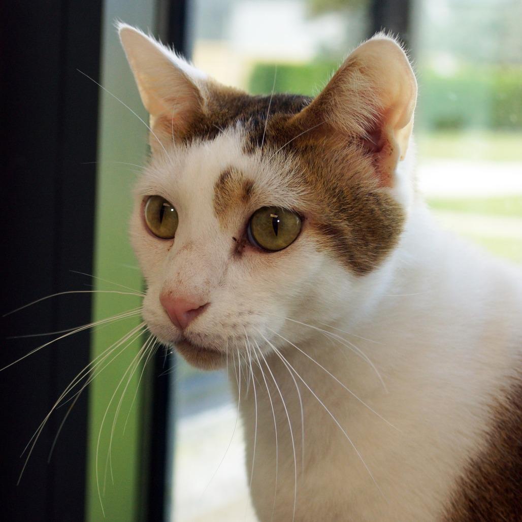 Enlarge Ringo, a Adoptable American Shorthair in West Palm Beach, FL image 4/6