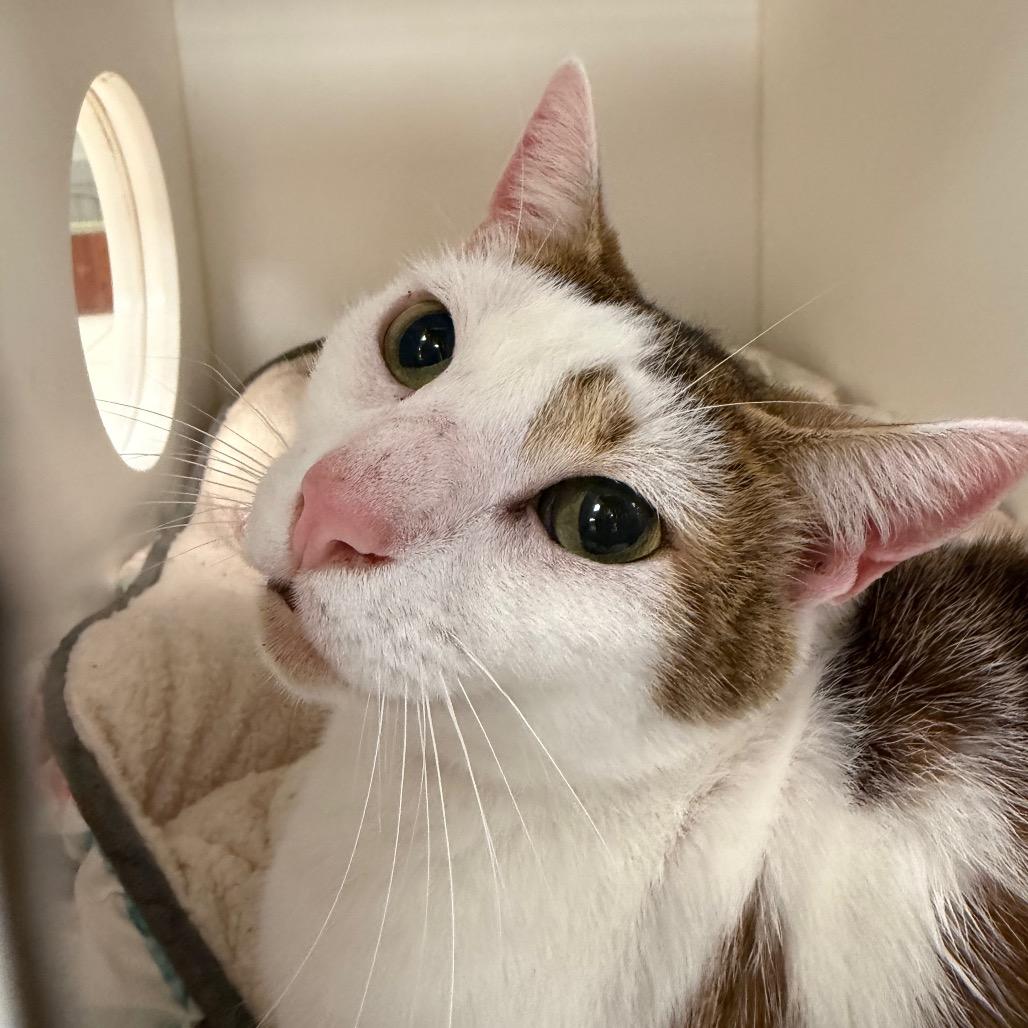 Enlarge Ringo, a Adoptable American Shorthair in West Palm Beach, FL image 5/6