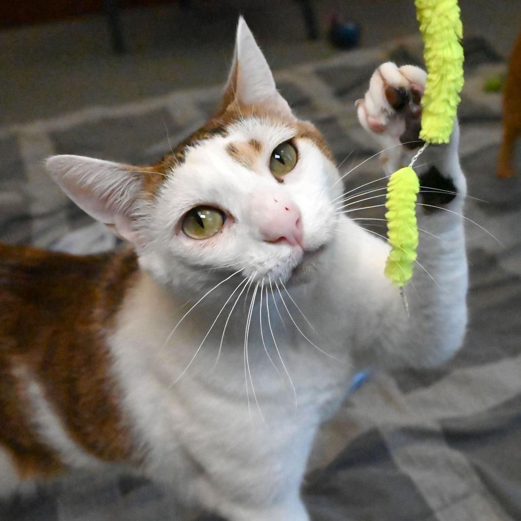 Enlarge Ringo, a Adoptable American Shorthair in West Palm Beach, FL image 6/6