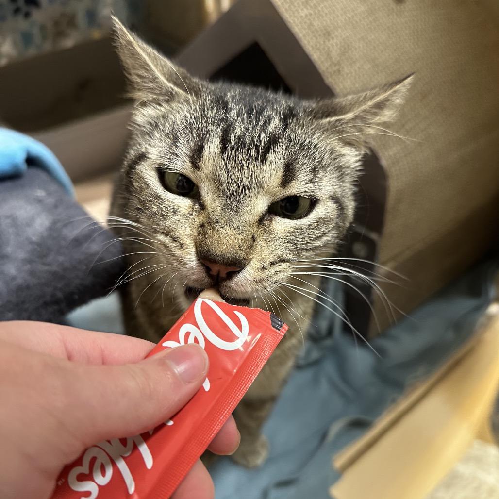 SKWIMP, Adoptable, Adult Male Domestic Short Hair & Domestic Short Hair.