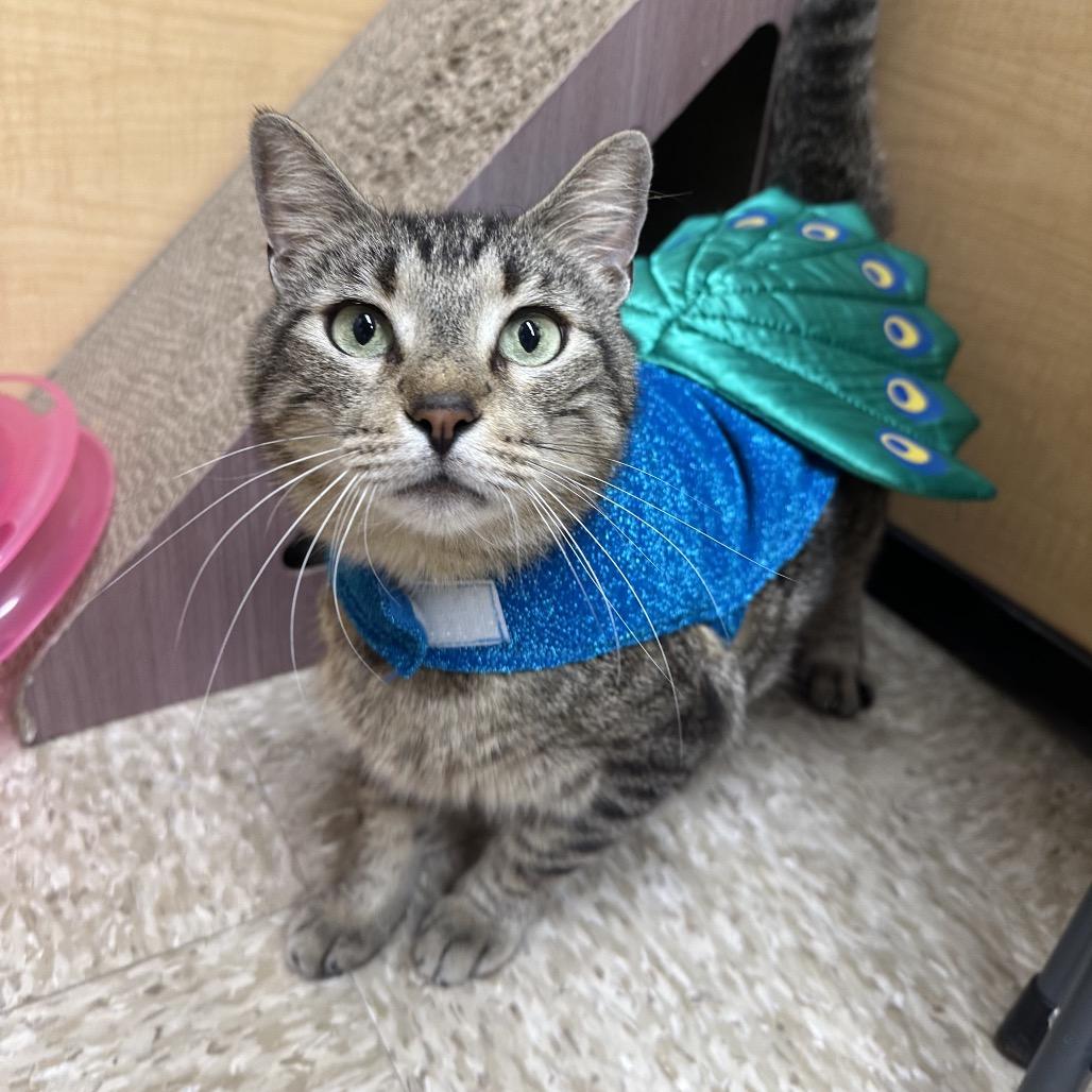 Enlarge SKWIMP, a Adoptable mixed breed in Kyle, TX image 4/6