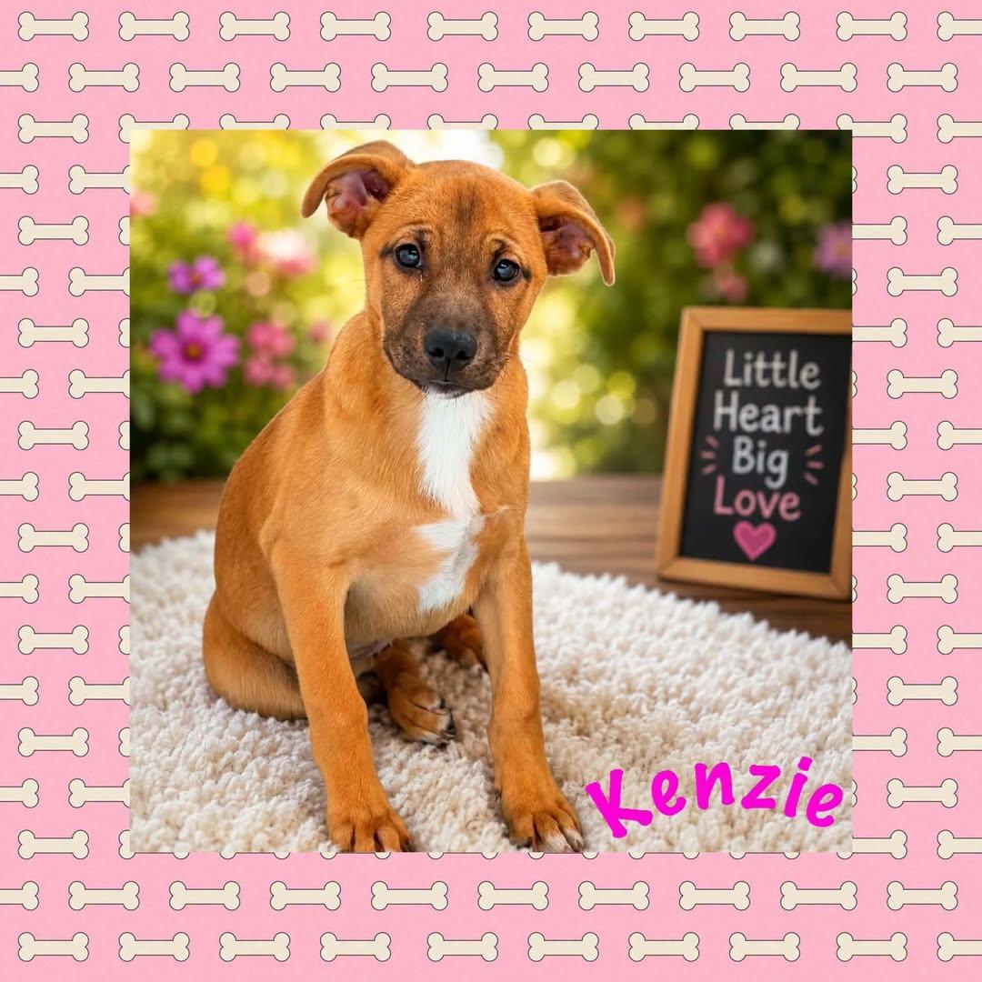 Kenzie, ADOPTABLE, Puppy Female Mixed Breed.