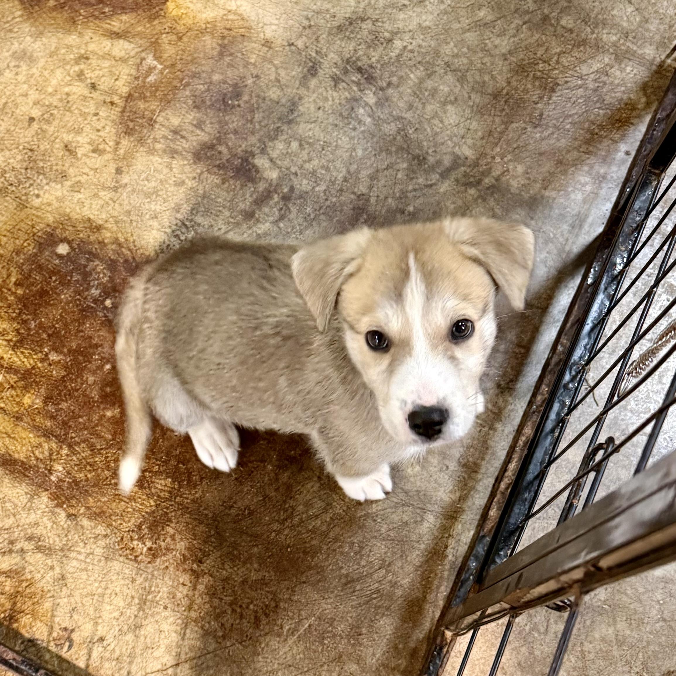 McCoy, an adopted mixed breed in Gallatin, TN image 3/4