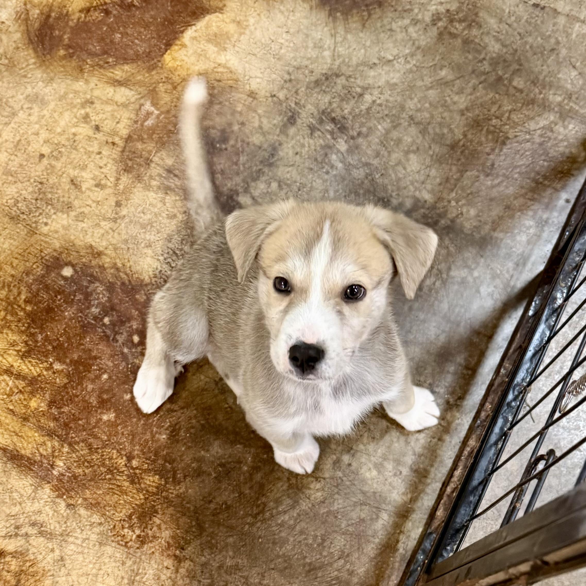 McCoy, adopted, Puppy Male Husky & Mixed Breed.