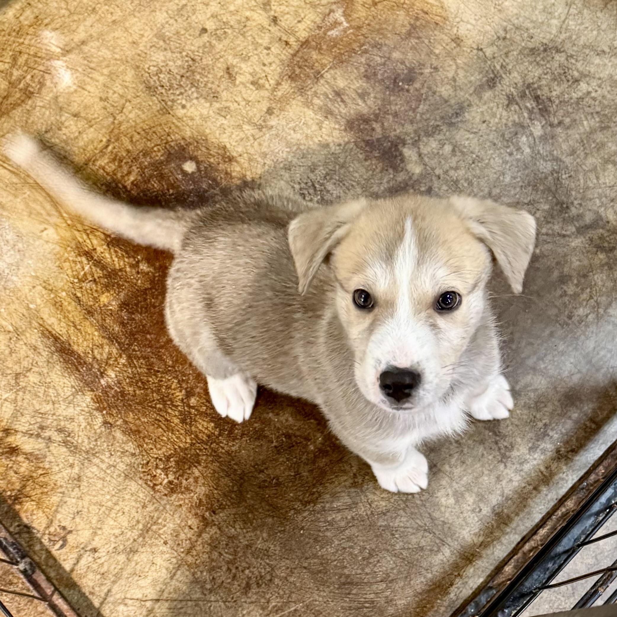 McCoy, an adopted mixed breed in Gallatin, TN image 2/4