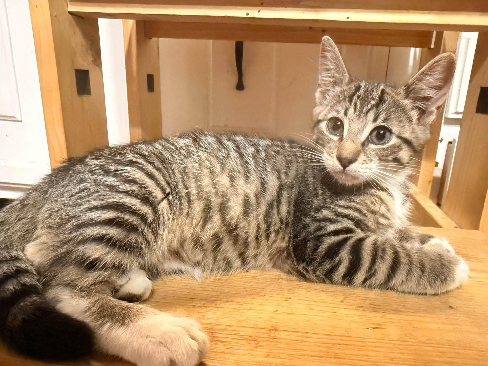 Enlarge Pandy, a Adoptable Domestic Short Hair in Rumford, ME image 1/1