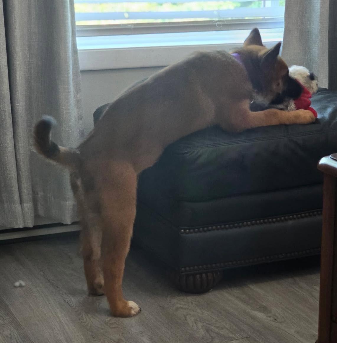 Greta, an adopted mixed breed in Rochester, NY image 2/5