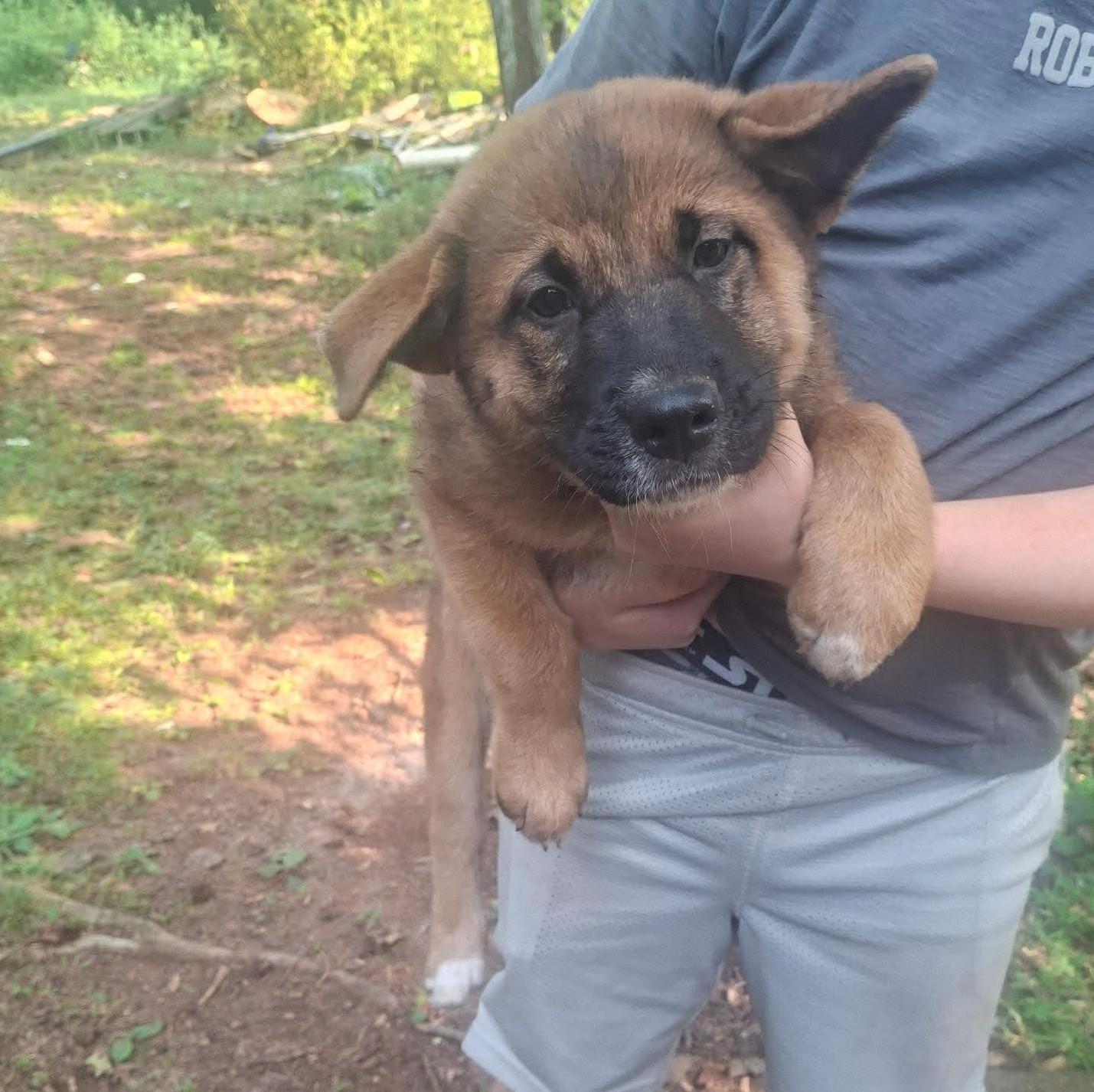Greta, an adopted mixed breed in Rochester, NY image 5/5