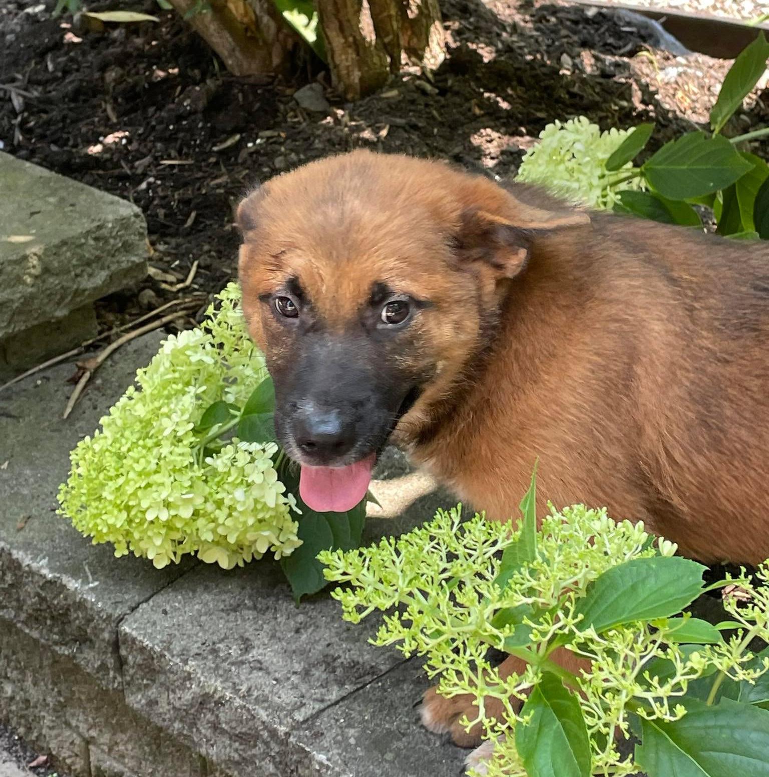 Greta, an adopted mixed breed in Rochester, NY image 3/5