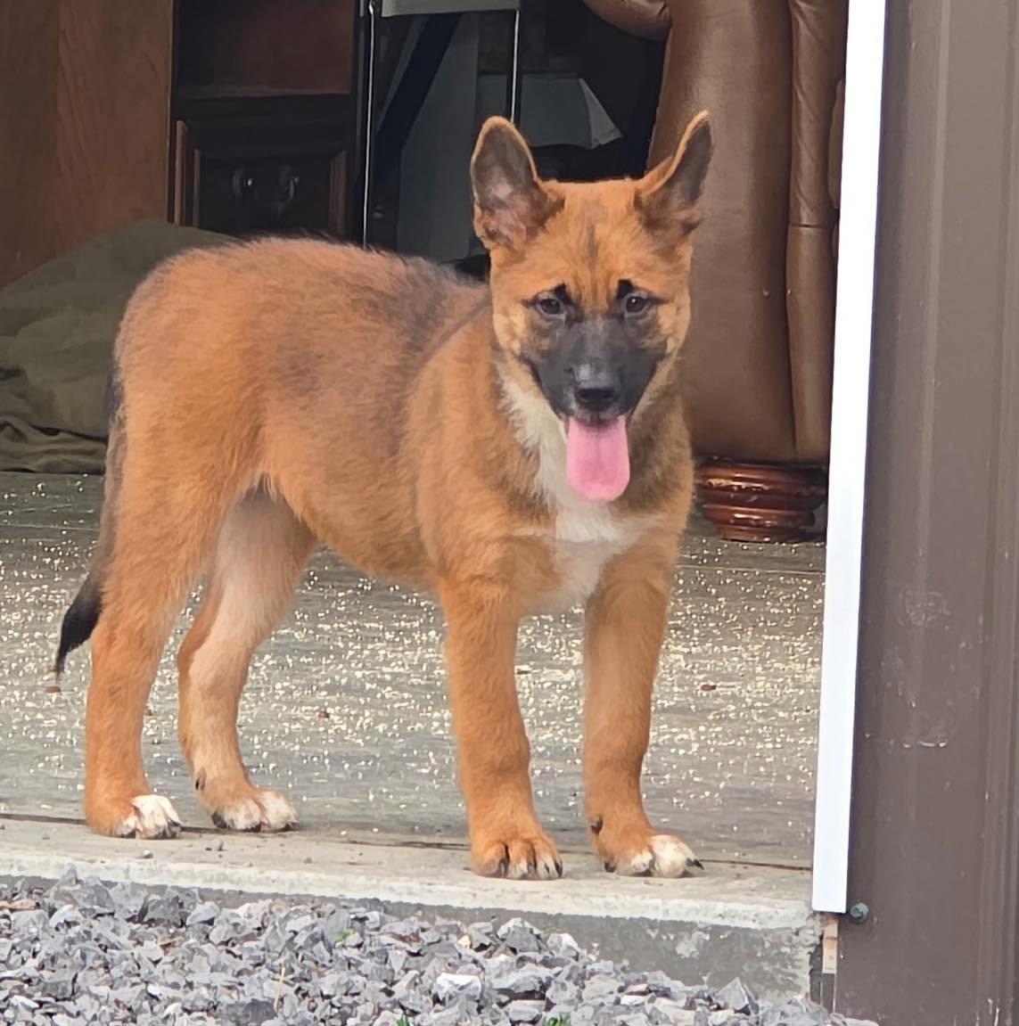 Greta, an adopted mixed breed in Rochester, NY image 1/5
