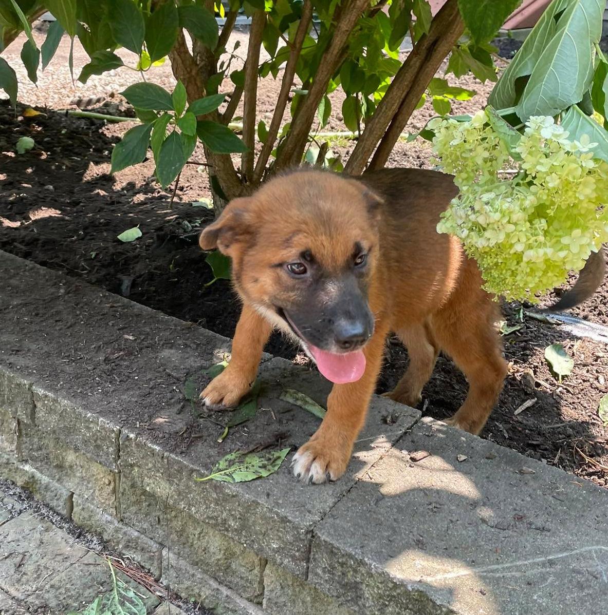 Greta, an adopted mixed breed in Rochester, NY image 4/5
