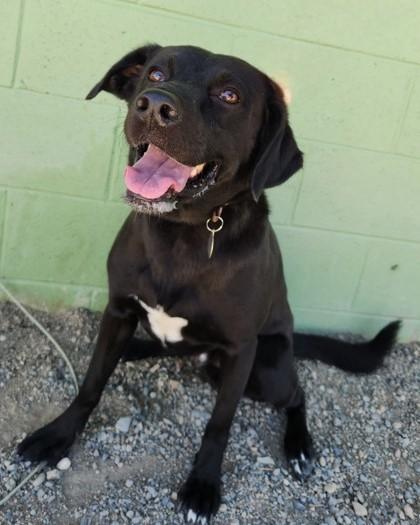 Cooper, an adoptable Black Labrador Retriever in Butte, MT, 59701 | Photo Image 1
