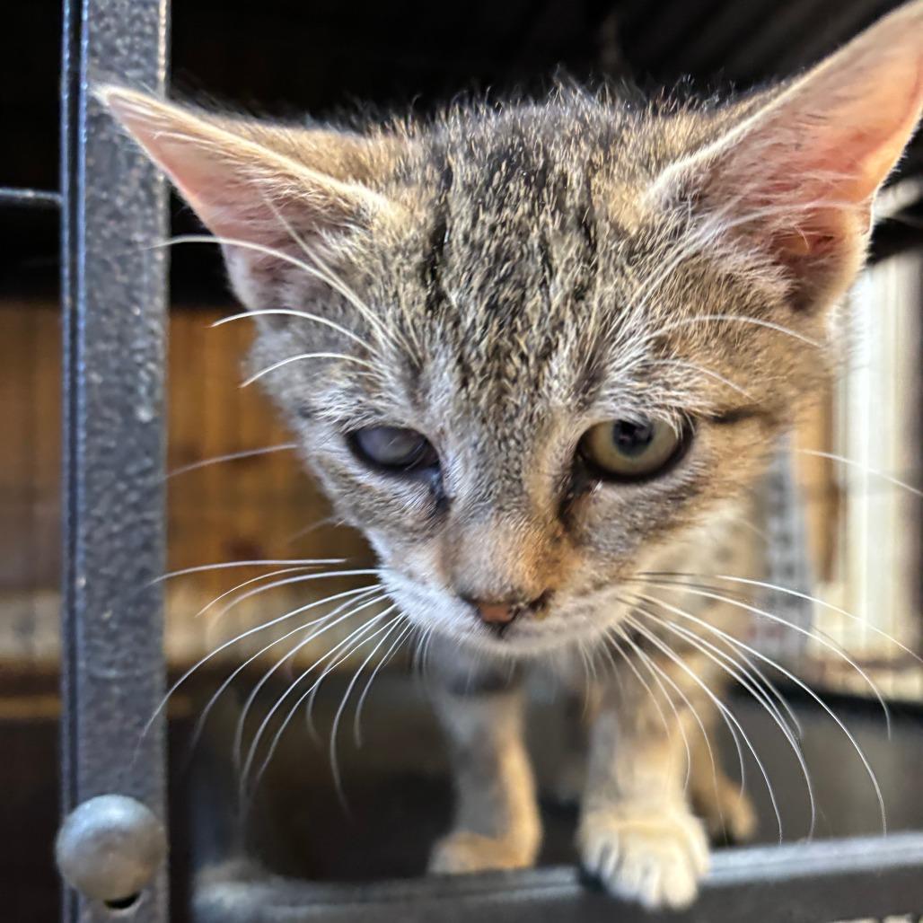 Enlarge tweety, a Adoptable Domestic Short Hair in Enterprise, AL image 1/1