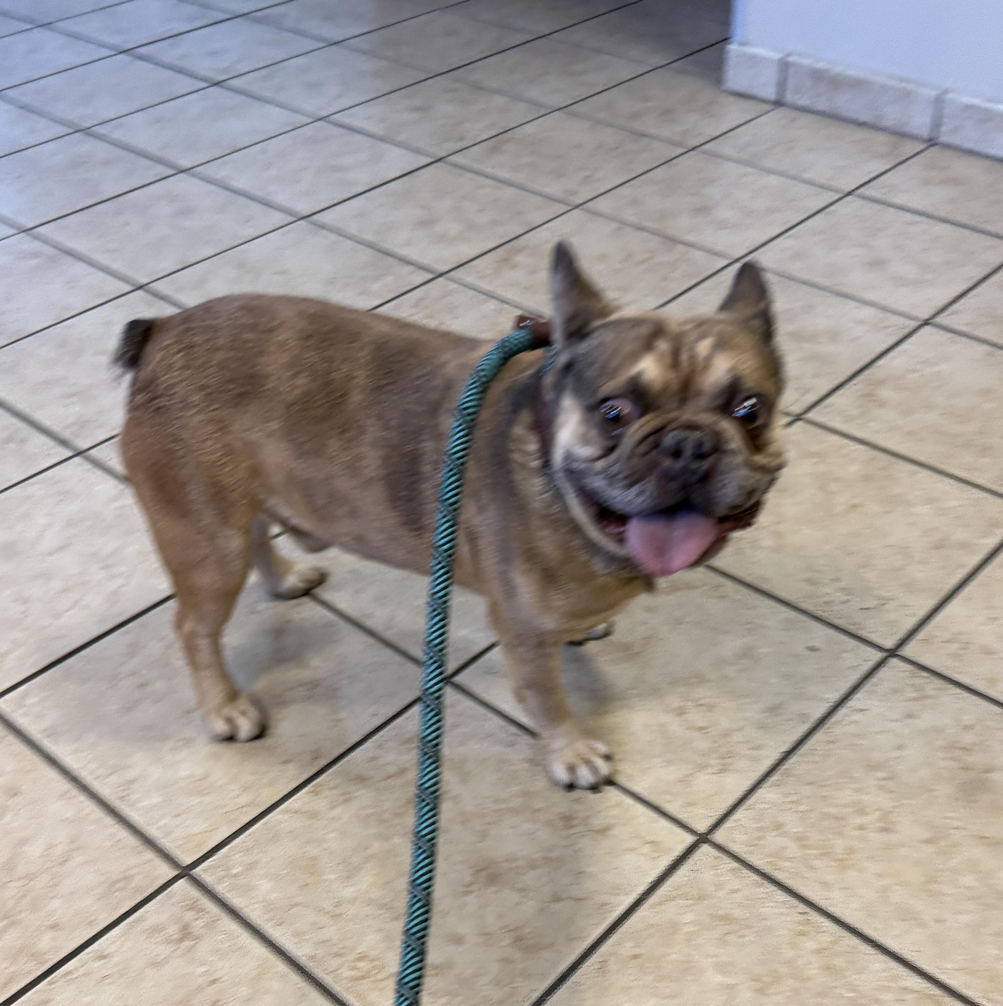 Enlarge CHARLIE, an adopted French Bulldog in Las Vegas, NV image 3/5
