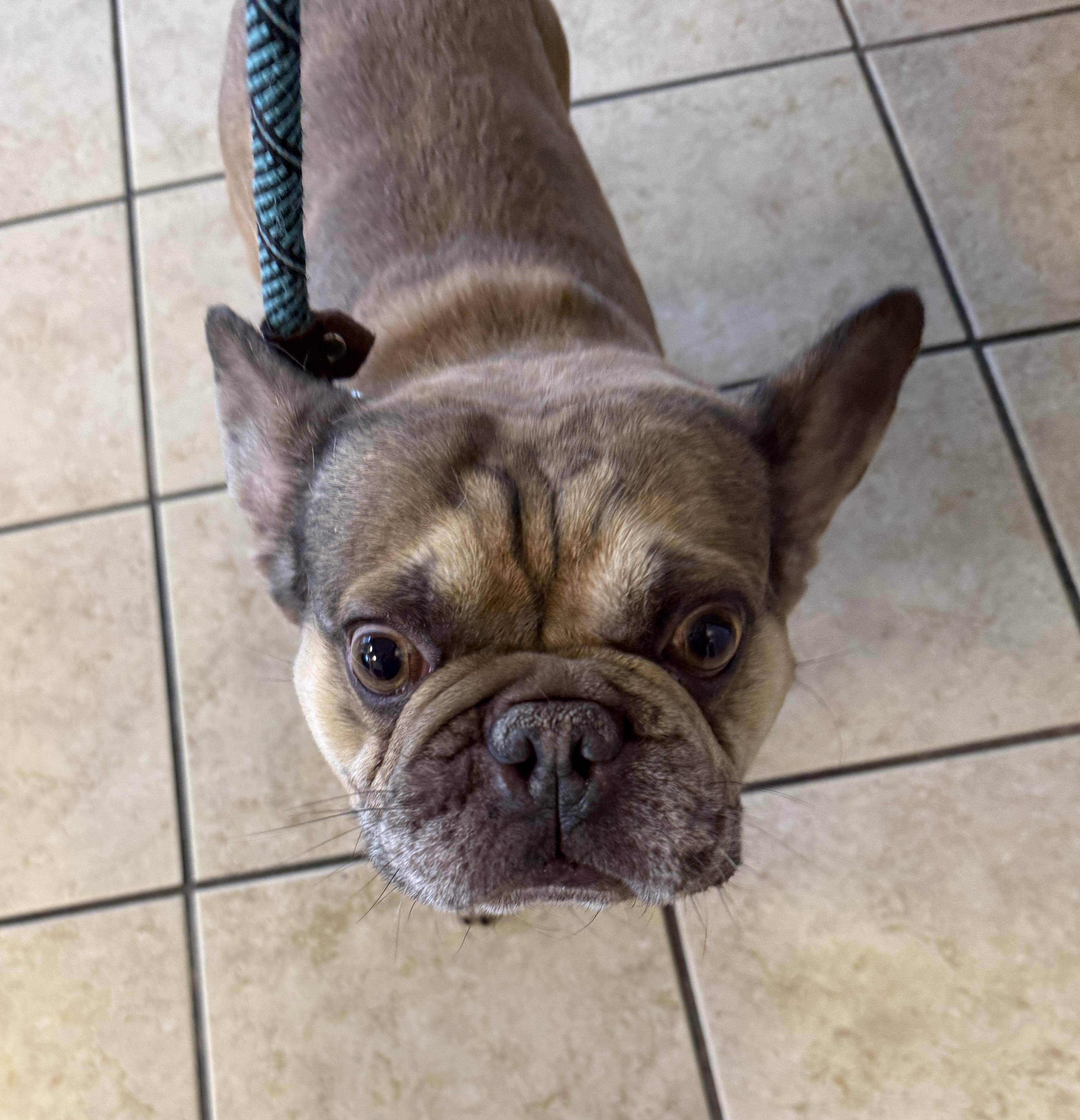 Enlarge CHARLIE, an adopted French Bulldog in Las Vegas, NV image 2/5