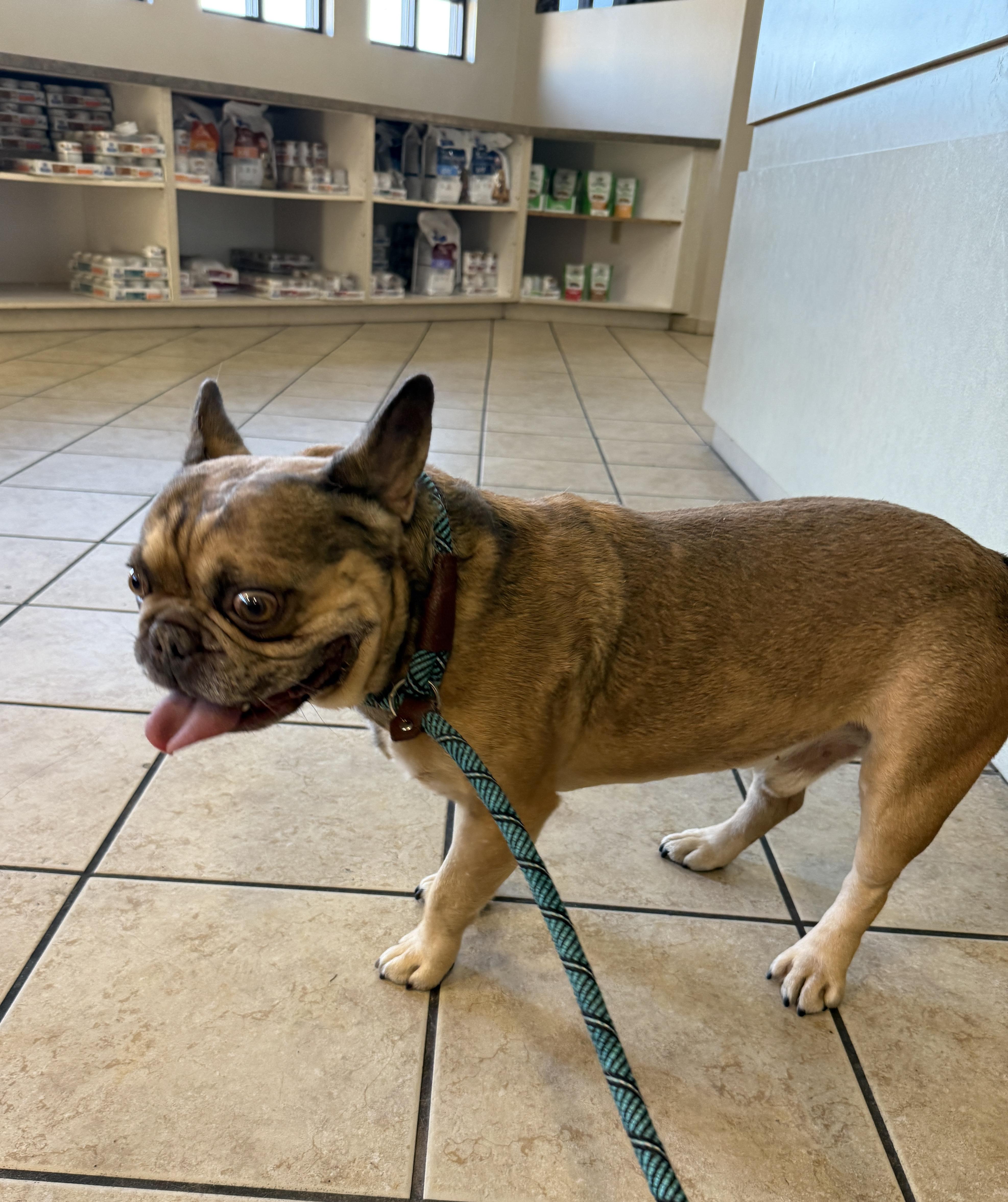 CHARLIE, adopted, Young Female French Bulldog.