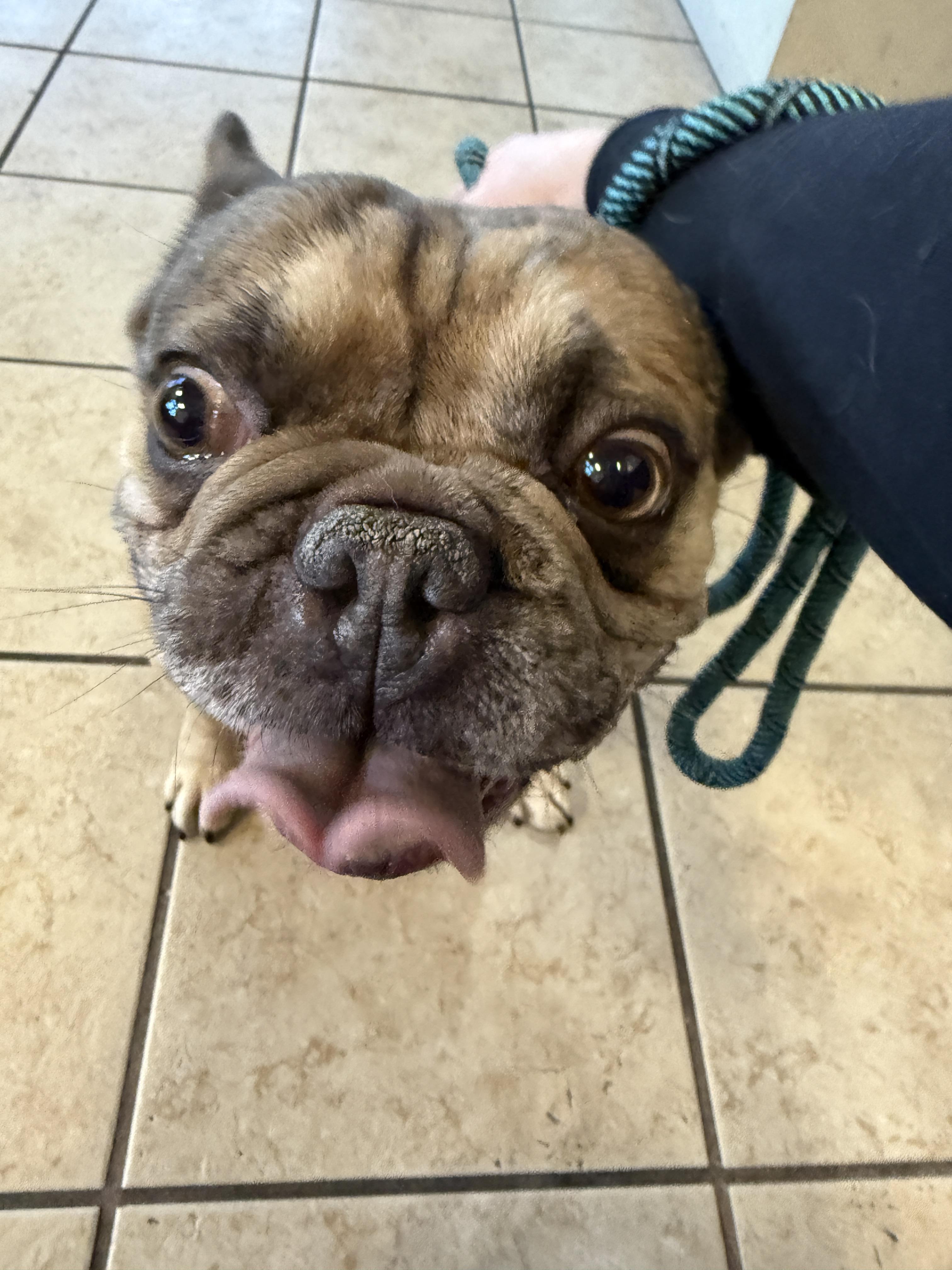 Enlarge CHARLIE, an adopted French Bulldog in Las Vegas, NV image 5/5