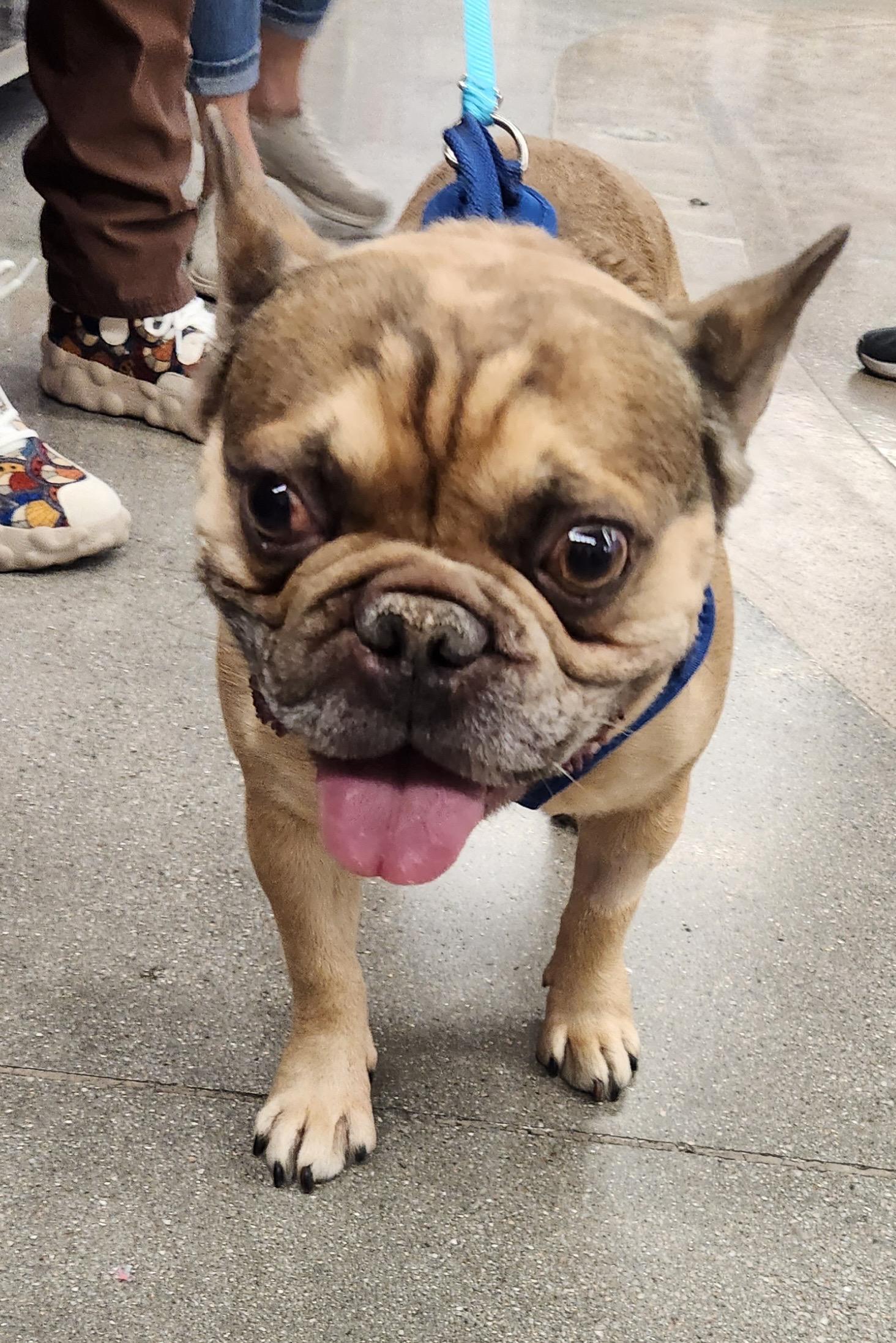 Enlarge CHARLIE, an adopted French Bulldog in Las Vegas, NV image 4/5